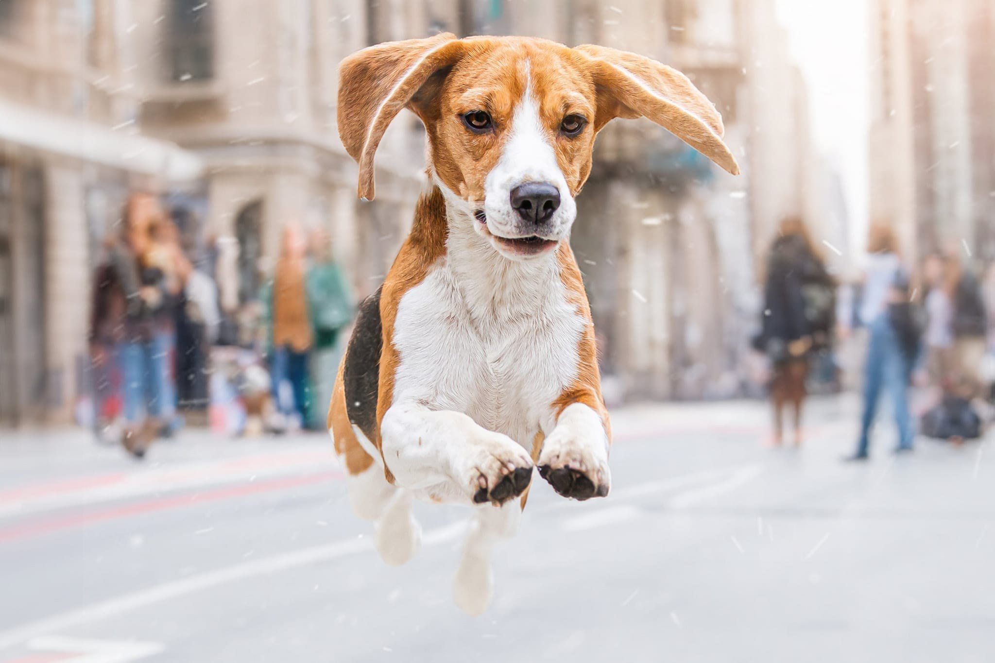 Порт анімал общ. Репортажний фотограф/анімаліст КИЇВ
