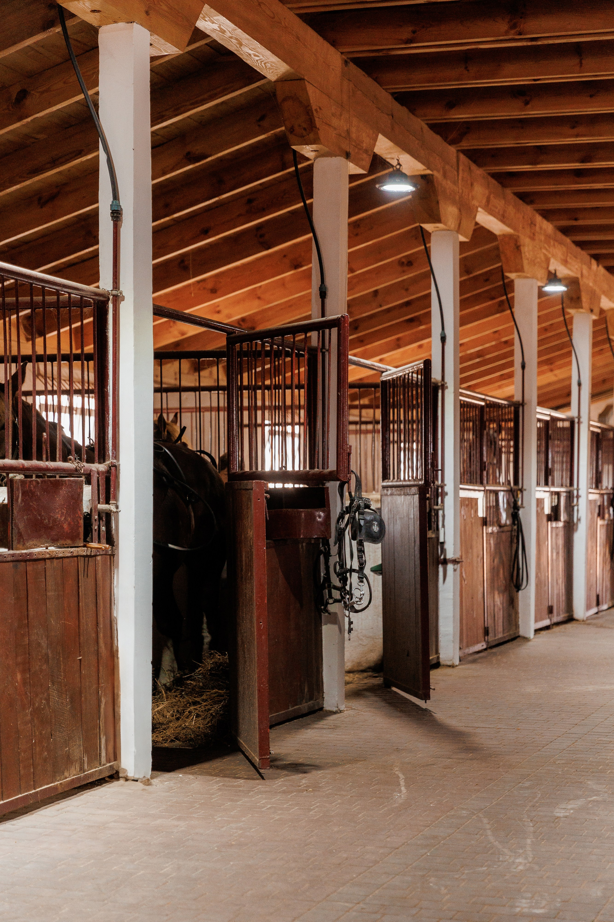 Екопарк Аміла. Ірина Терещук