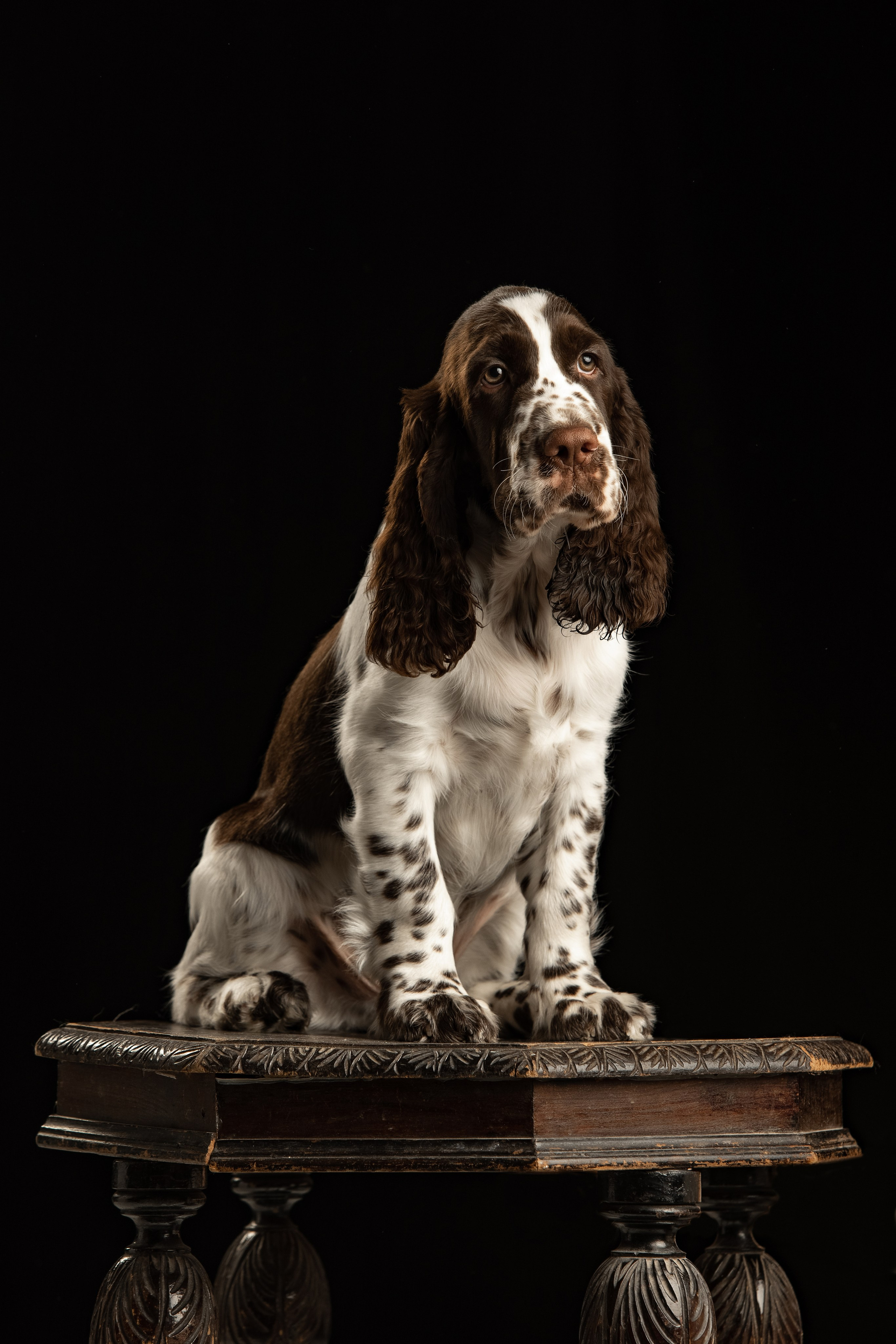 portrait of an English Springer Spaniel
