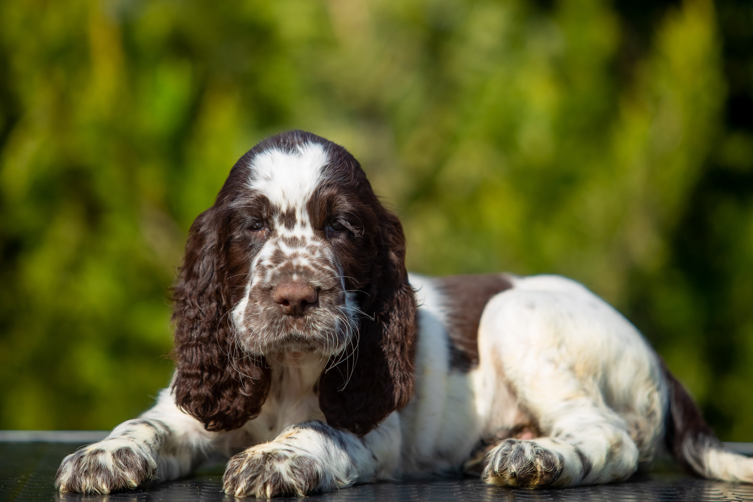 Female — Red collar ❤️. Website of the titled stud dog of the Springer Spaniel breed