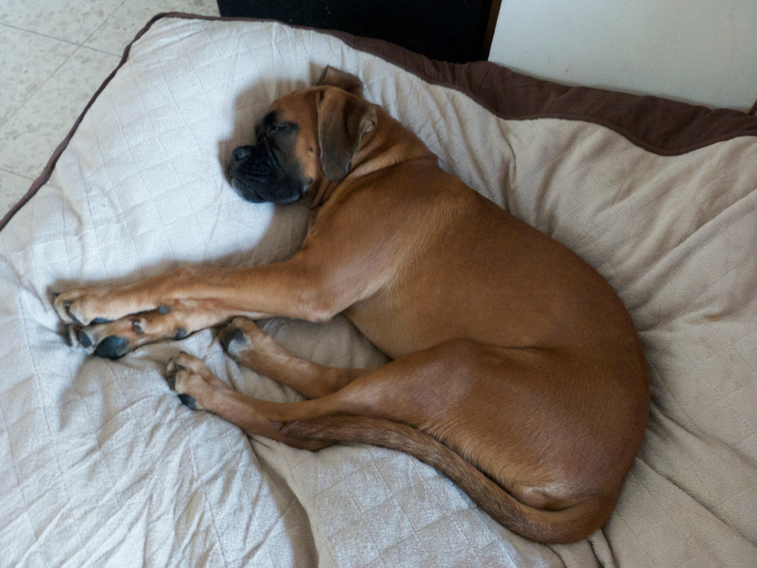 My ״Star״ Boxer Dog