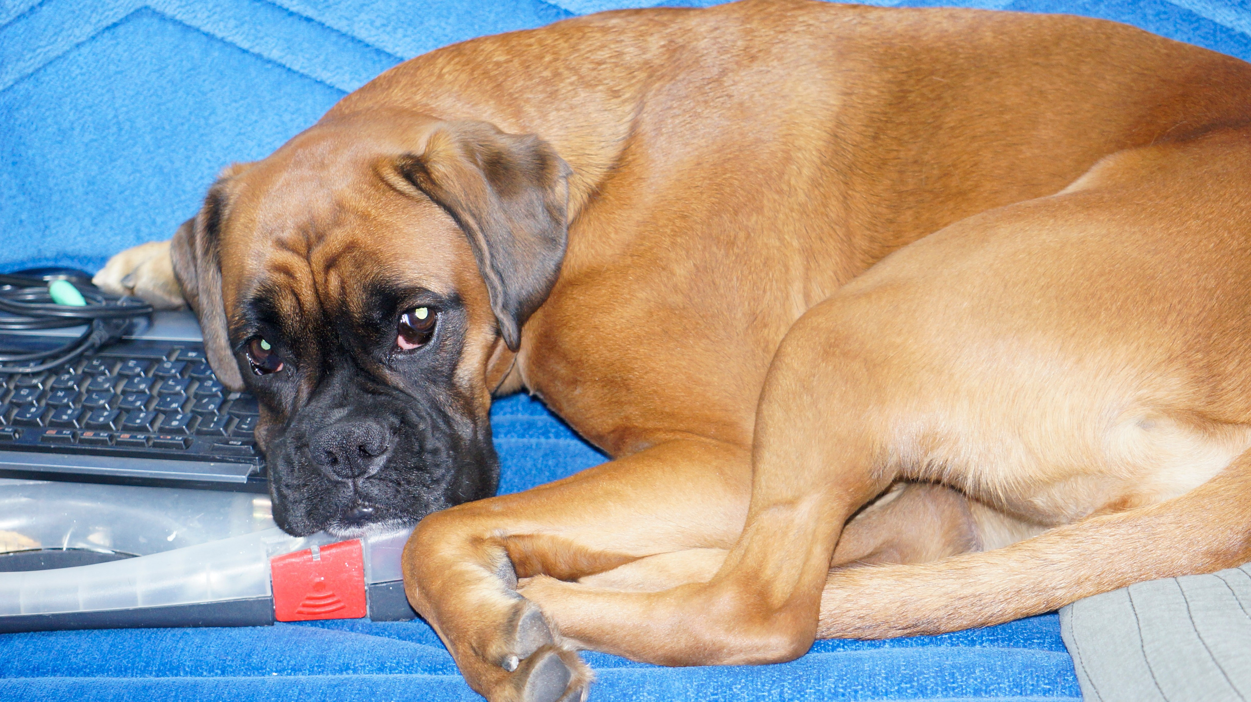 My ״Star״ Boxer Dog