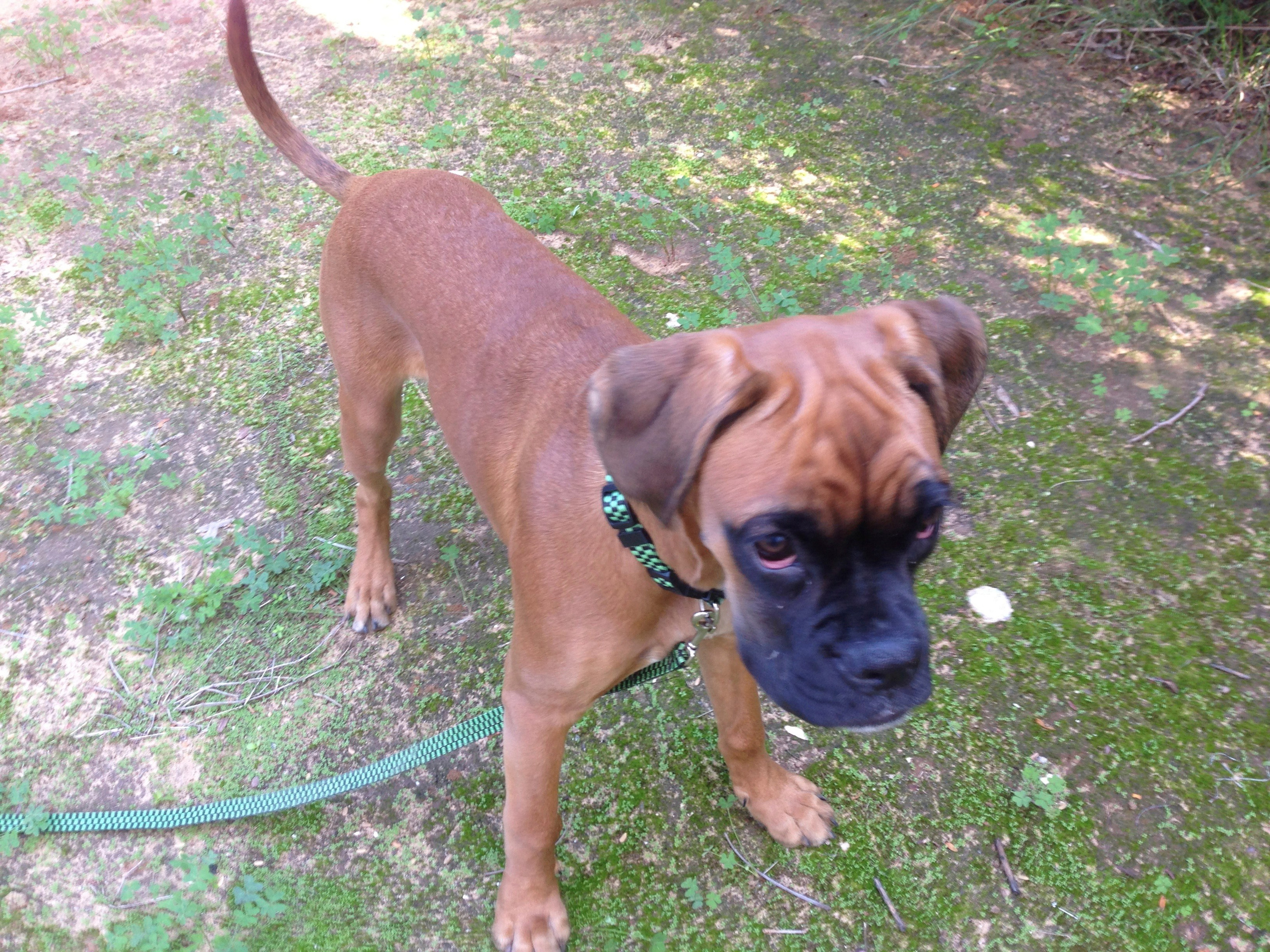 My ״Star״ Boxer Dog