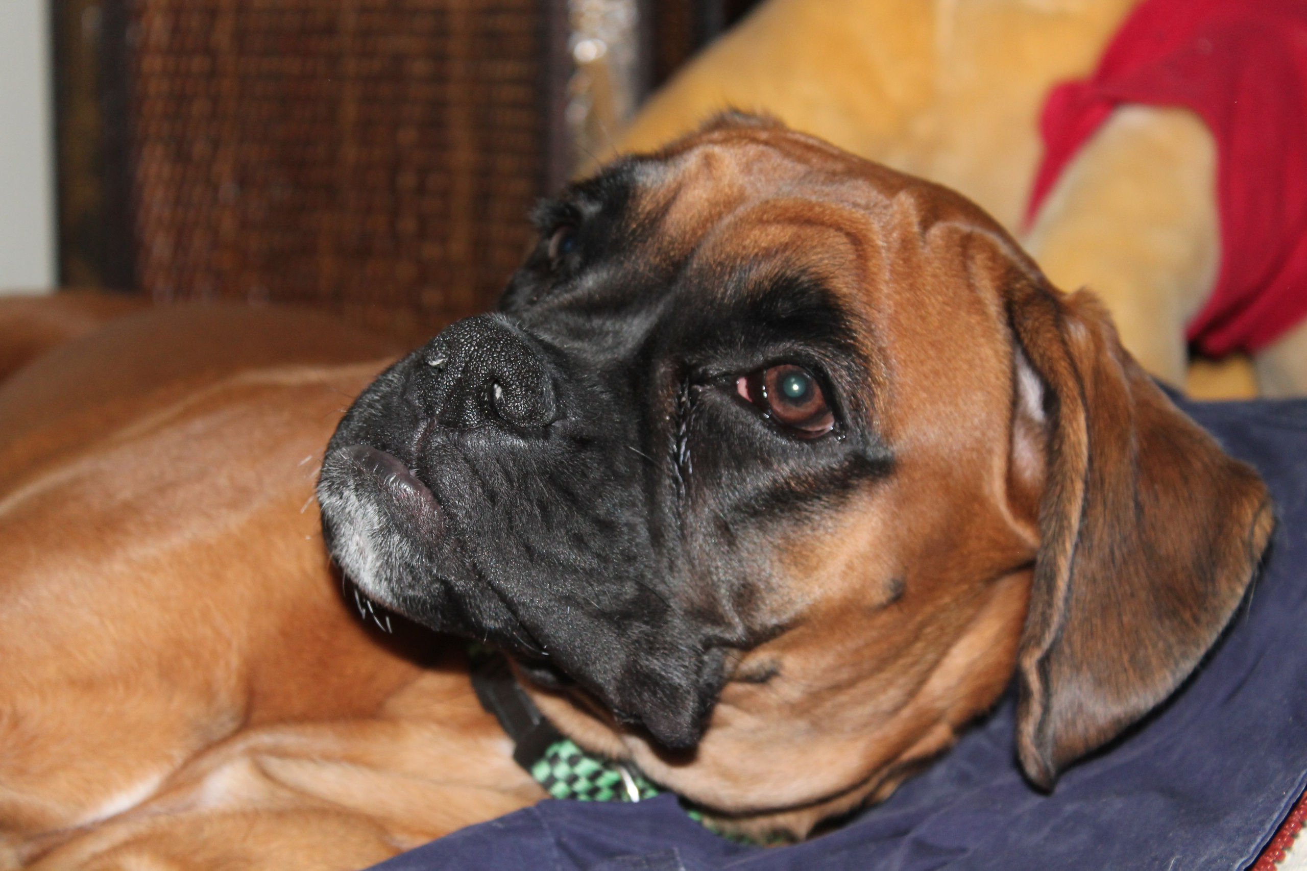 My ״Star״ Boxer Dog