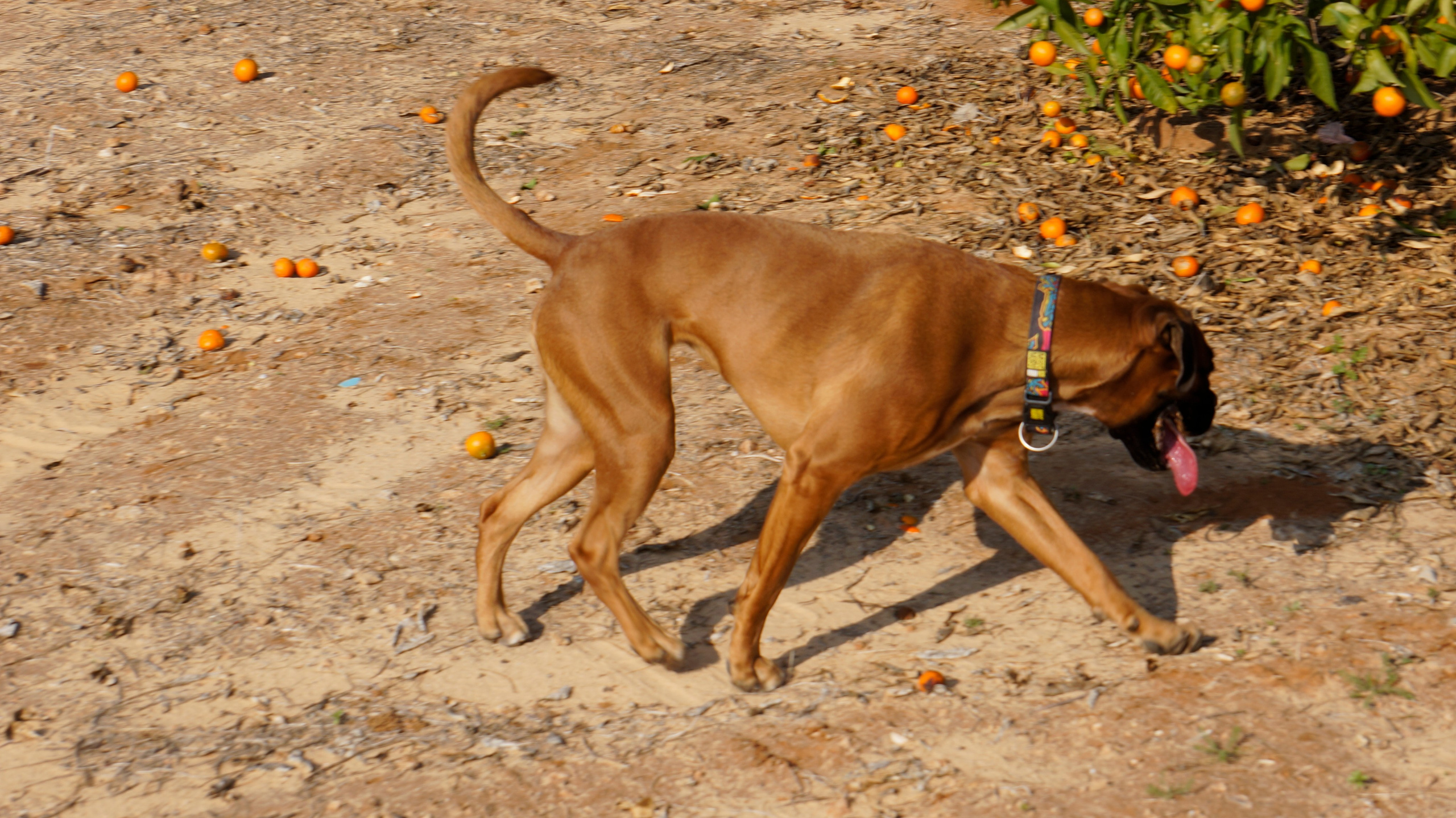 My ״Star״ Boxer Dog