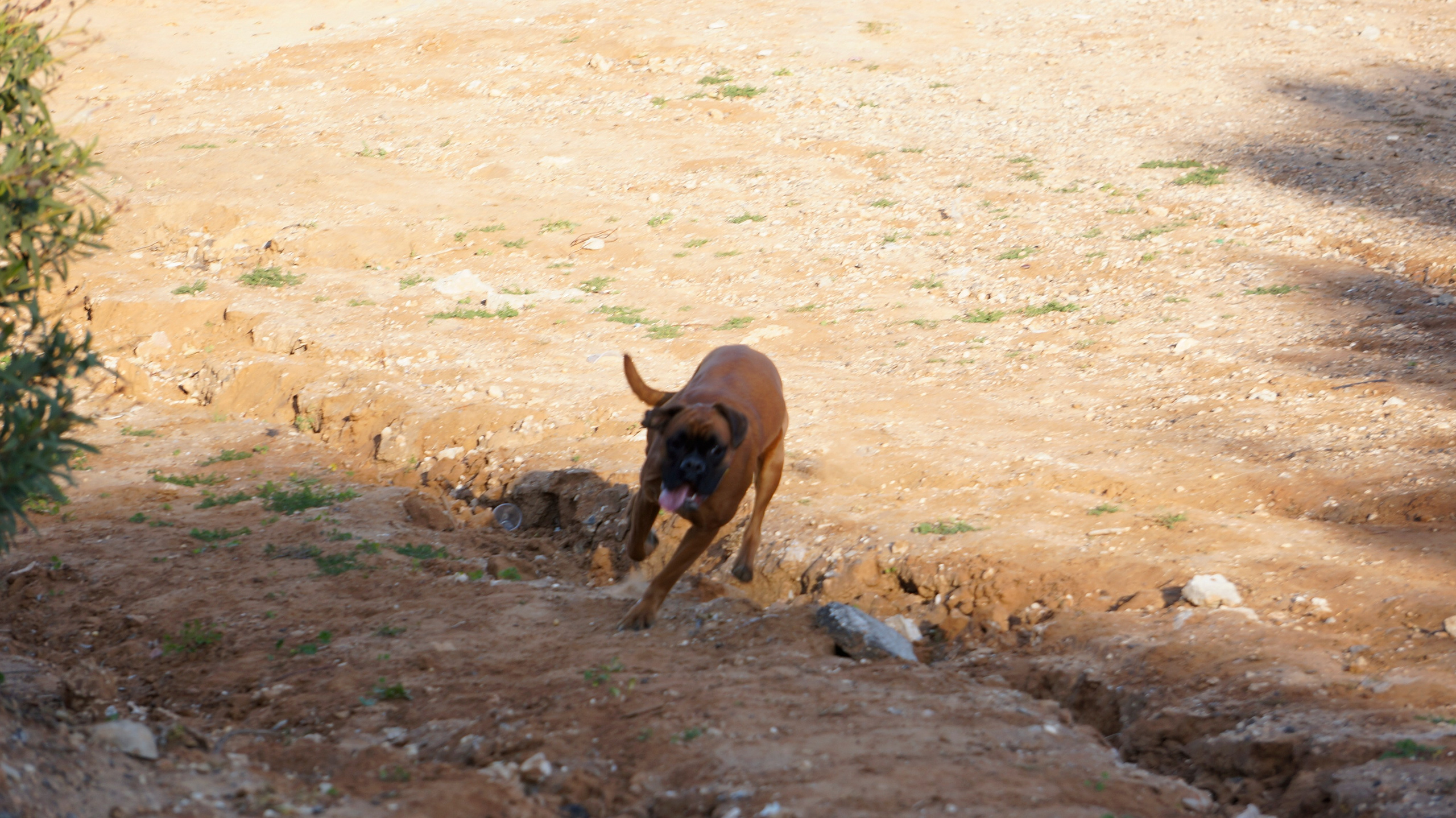 My ״Star״ Boxer Dog