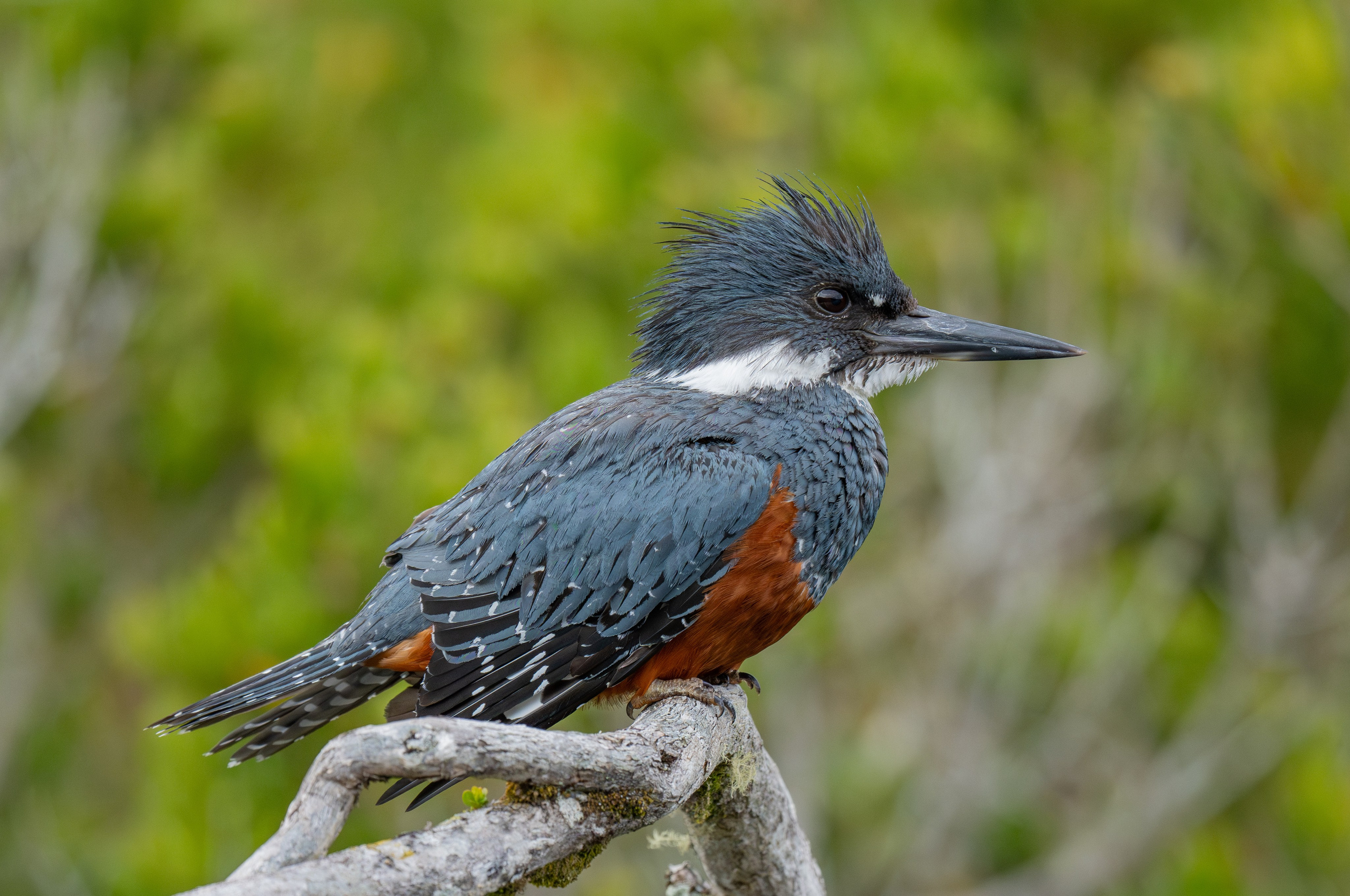 Martín Pescador. Nature photographer Yuri Soria-Galvarro