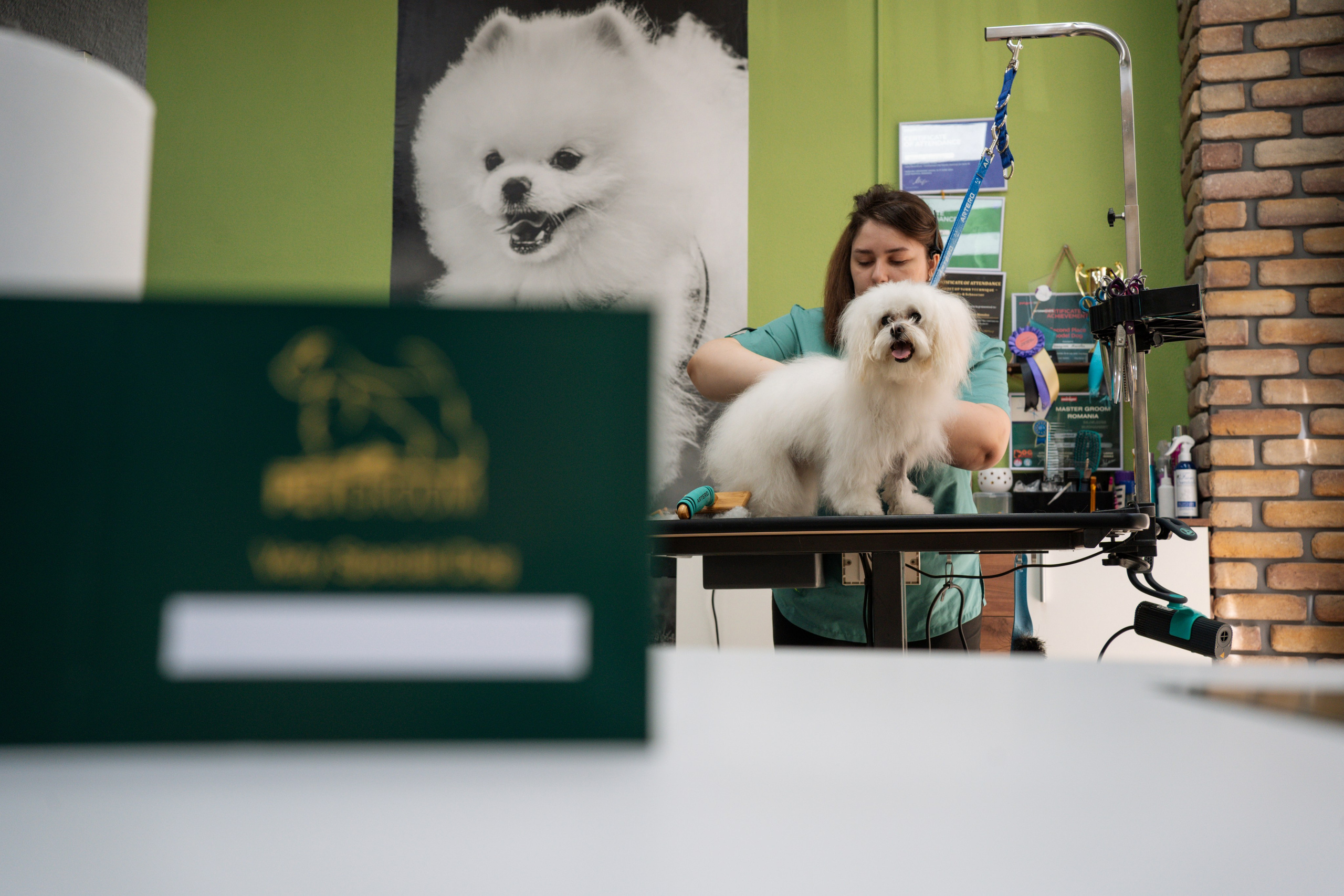 PetGroom Timisoara. Cozac Cristian Photographer