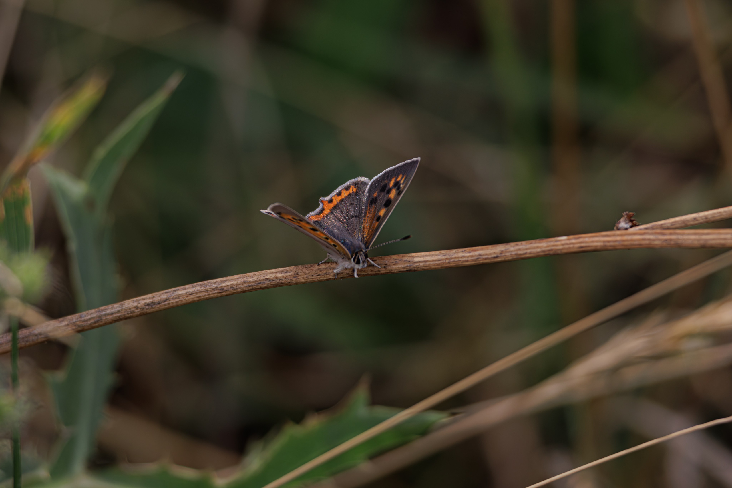 გასეირნება წავკისიდან ვაკის პარკამდე. FramefreeMan