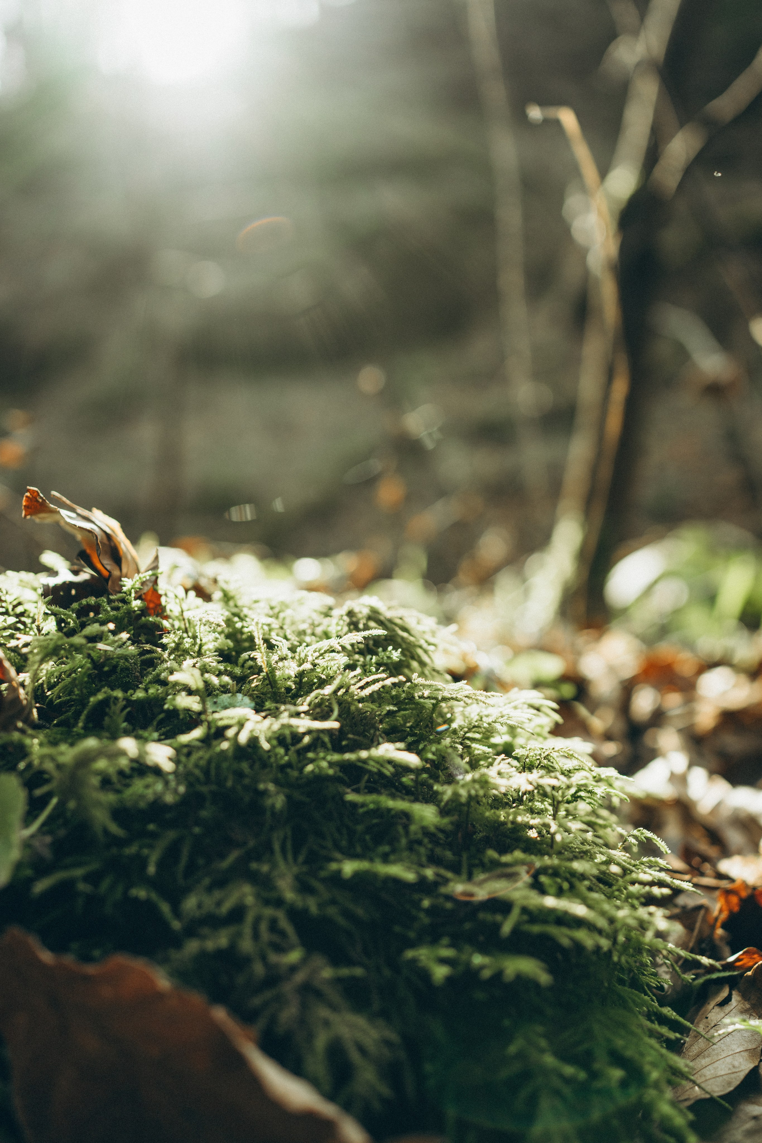 Müllerthal. Elena Seewald