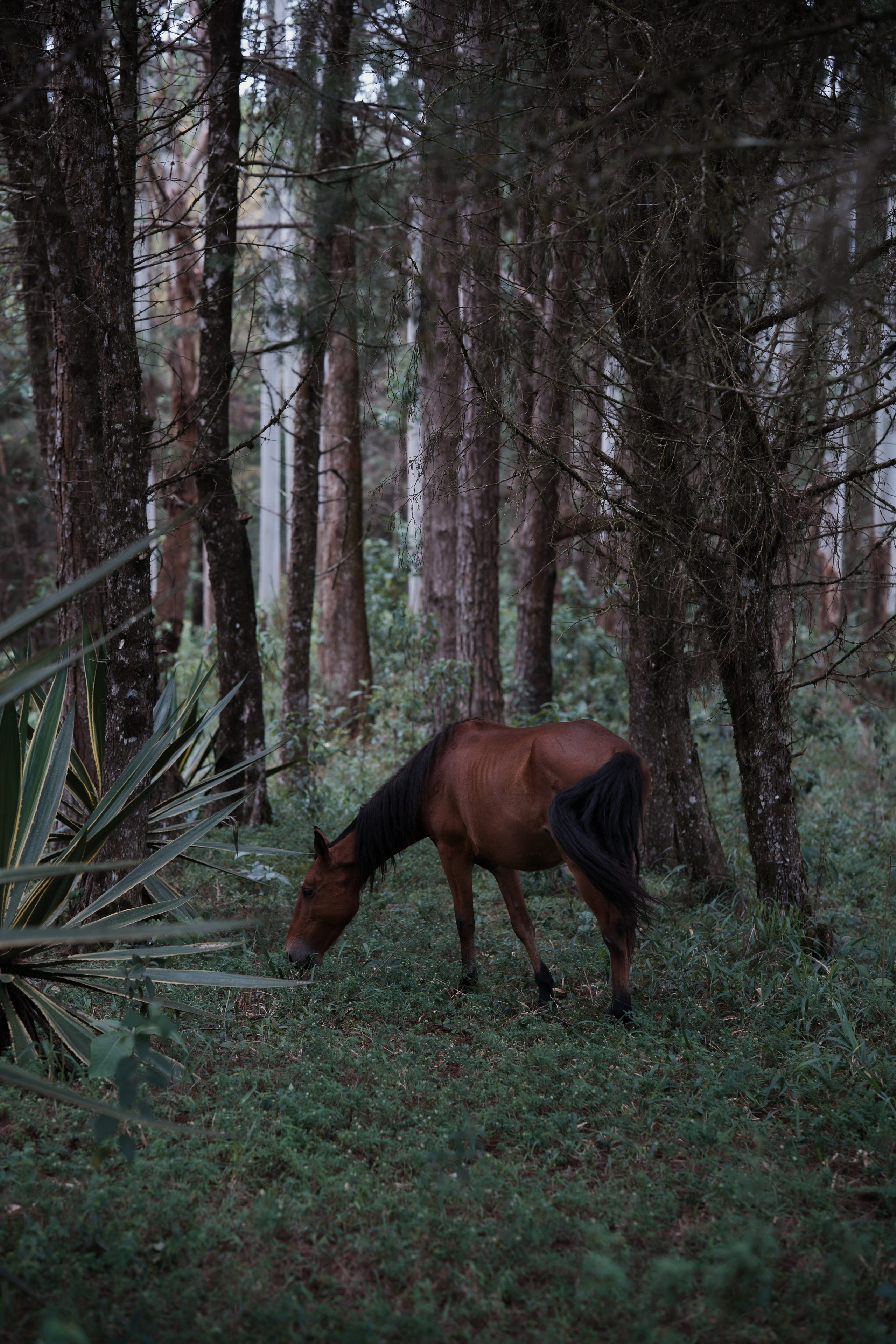 Ana e Igor. Edu e Josi Fotografia