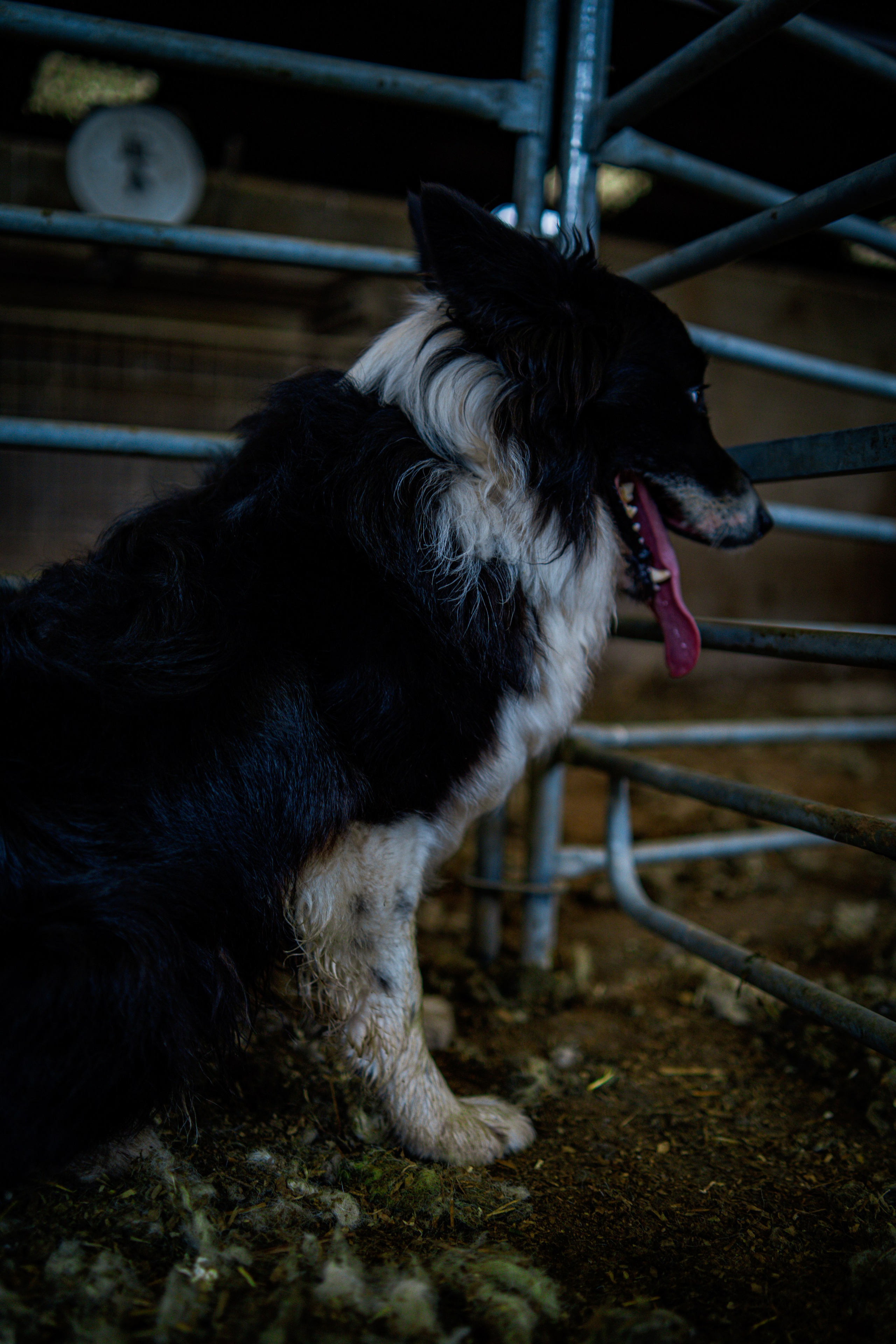 Farm Life. Ryan Hewitt Photographer