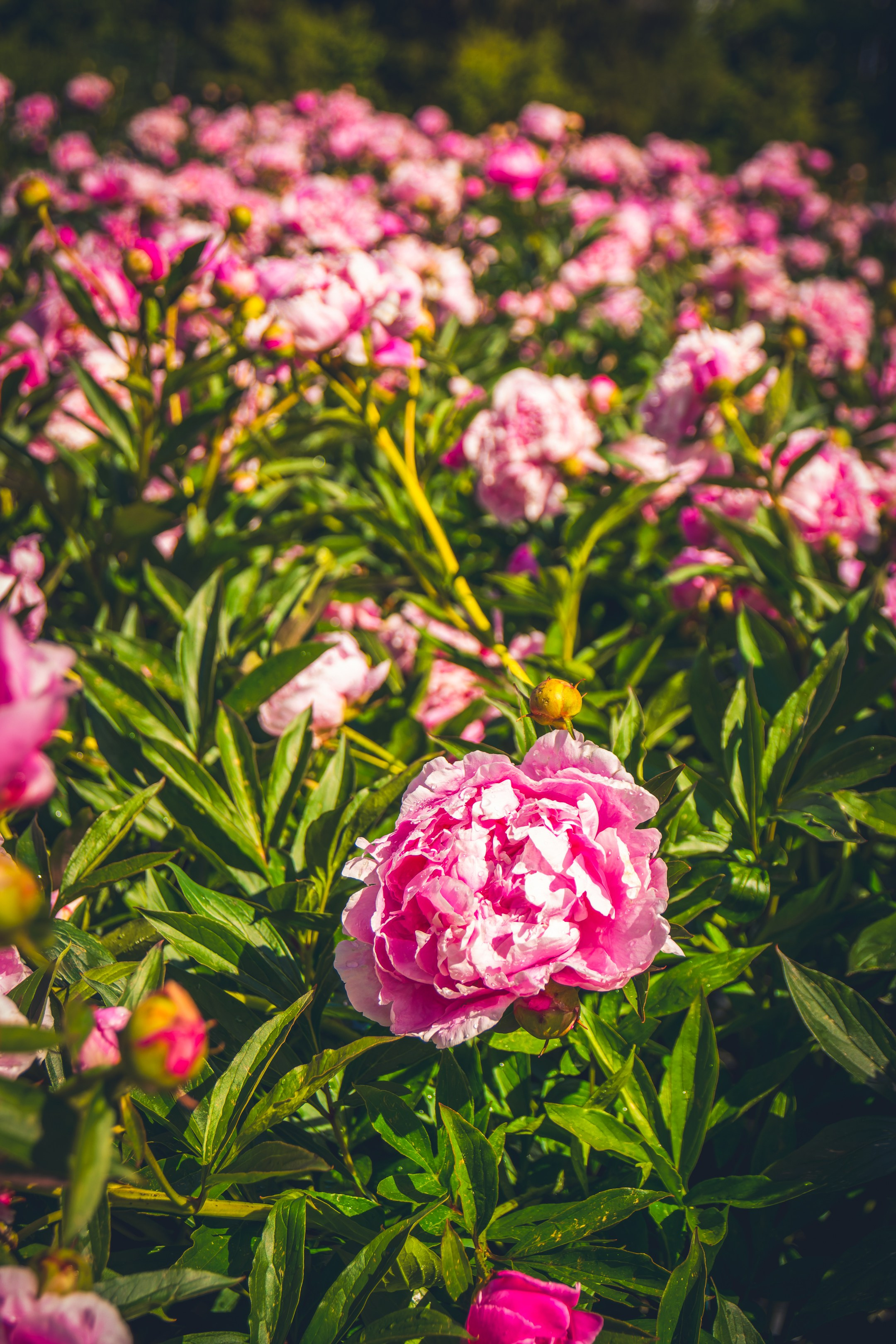 Saarema, reis. Nebula 25 — Fotod teie hingele