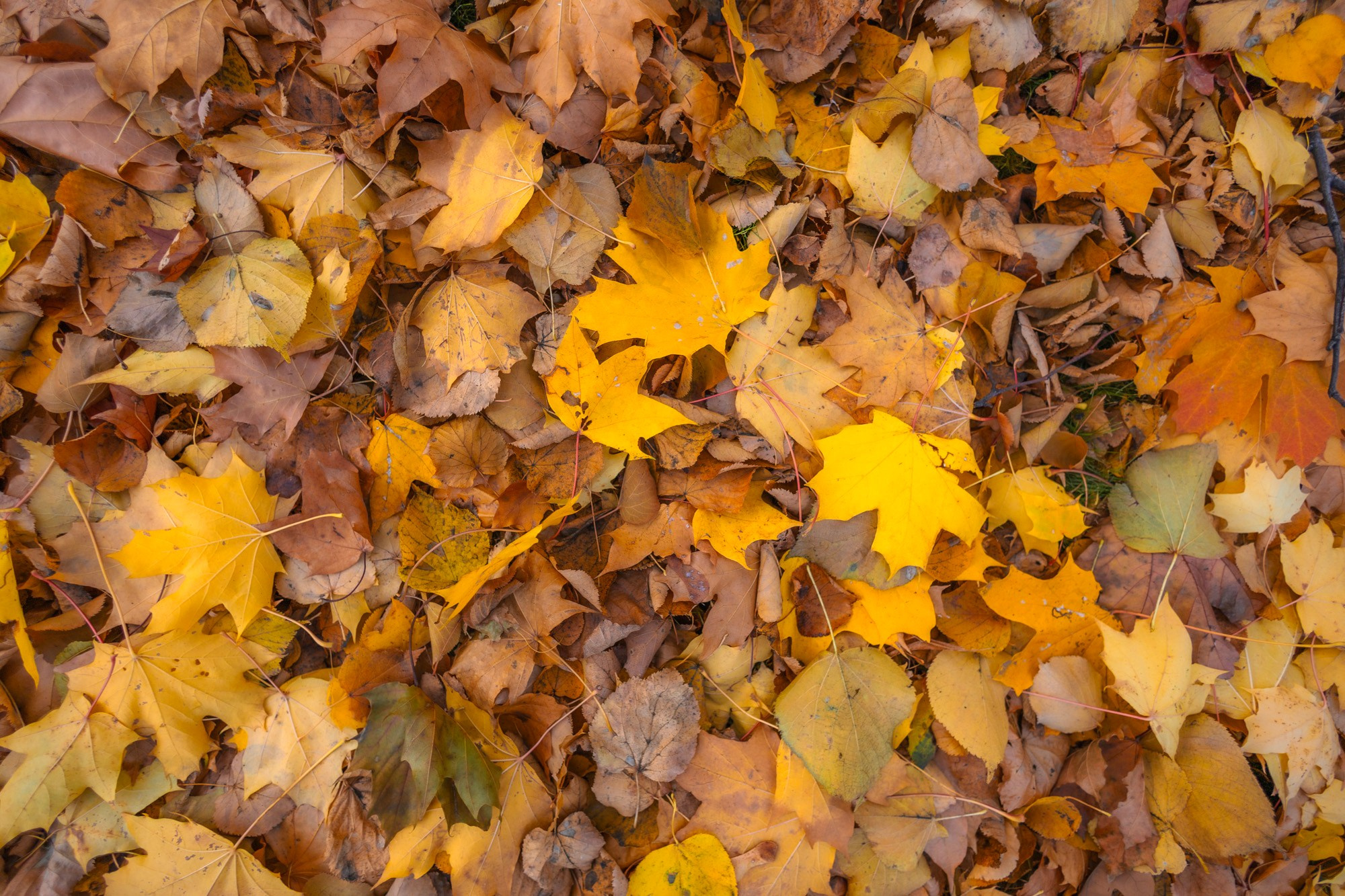 Autumn Series. Samid Ali