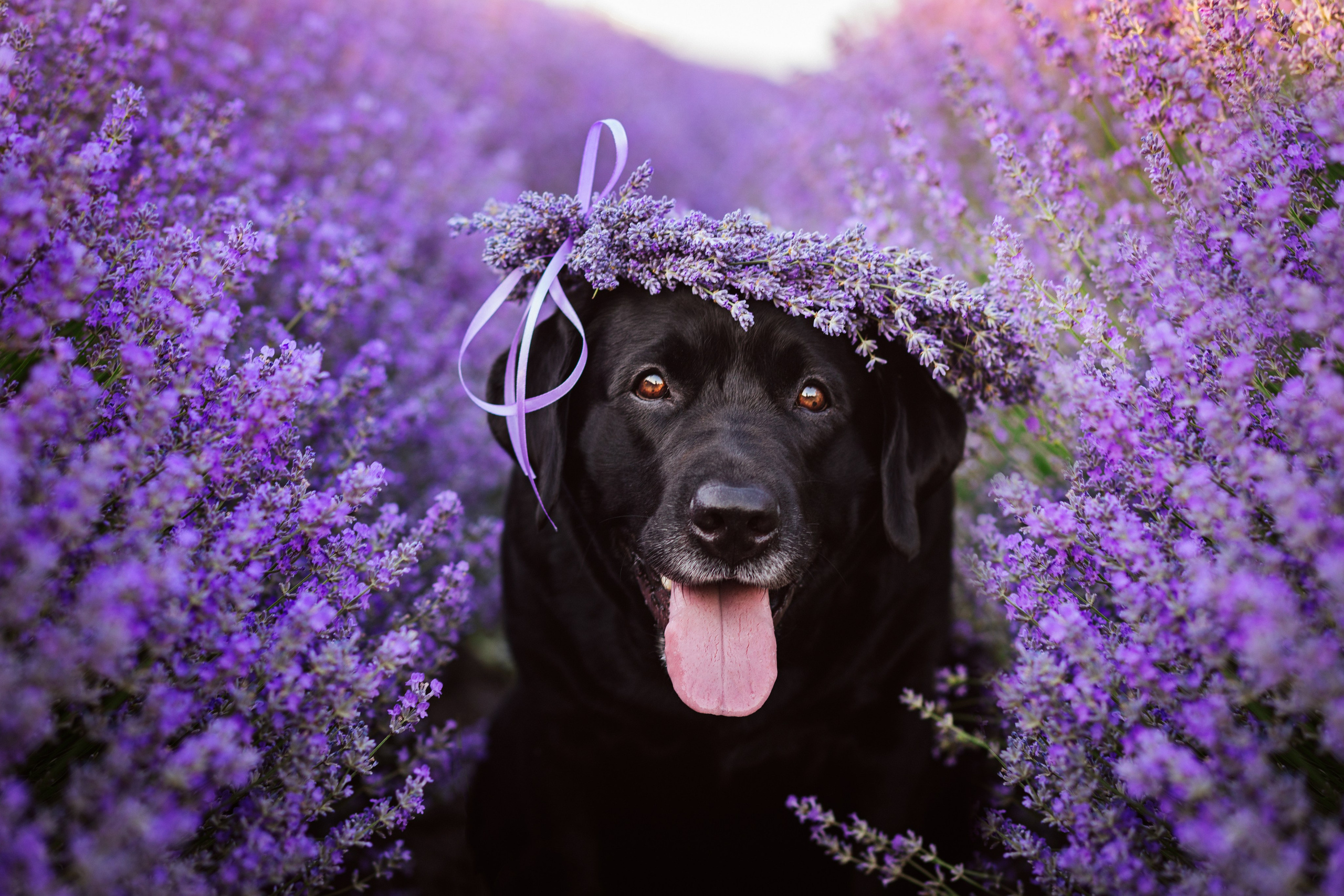 Ksenia&dogs. Семейный фотограф в Кишинёве Пулькина Ольга