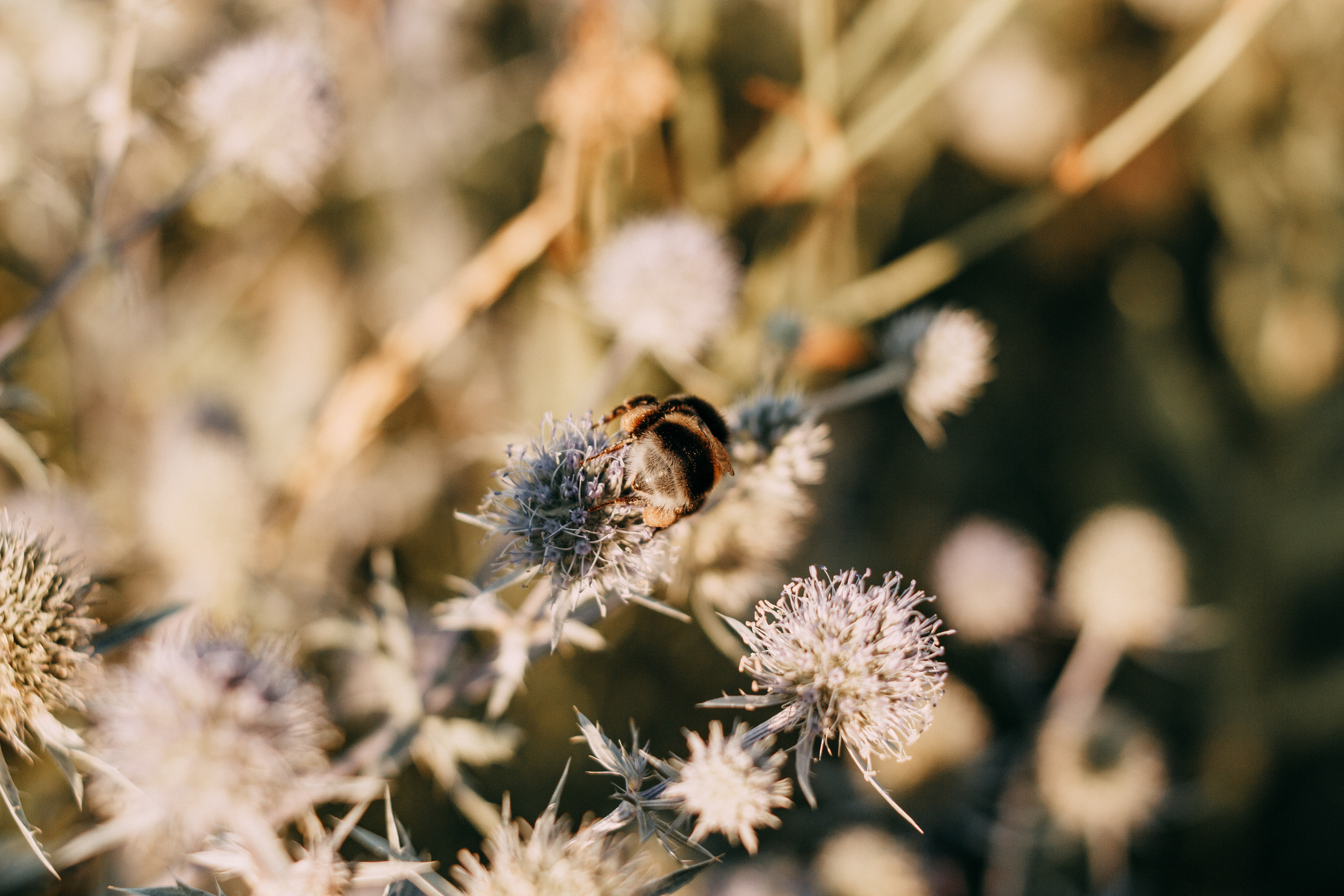 Arina and haystacks. Wedding and portrait photographer in Beograd Ekaterina Makedonskaya