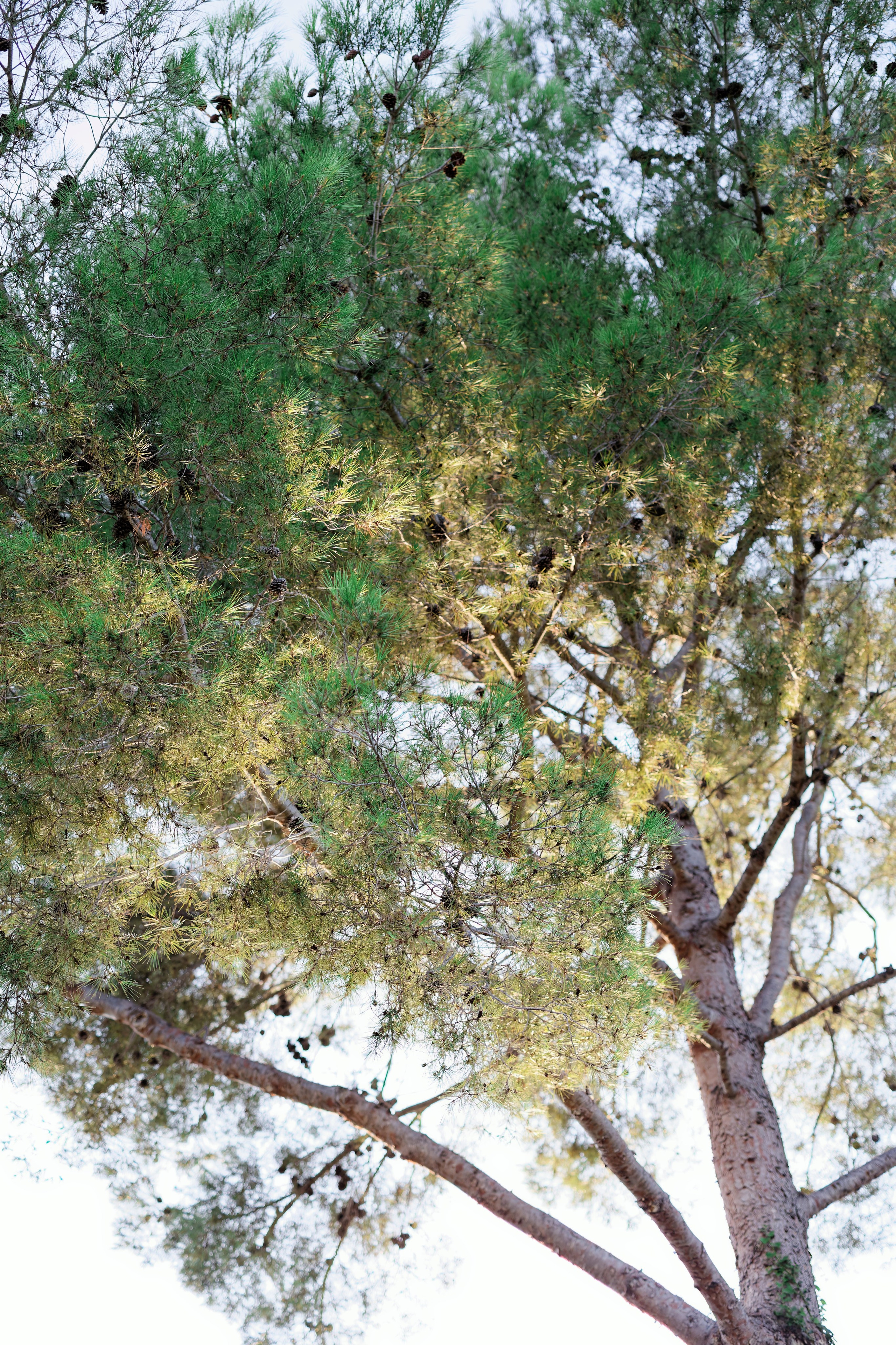 Haldi Ceremony & Mehndi Night & pre-wedding dinner, Barcelona