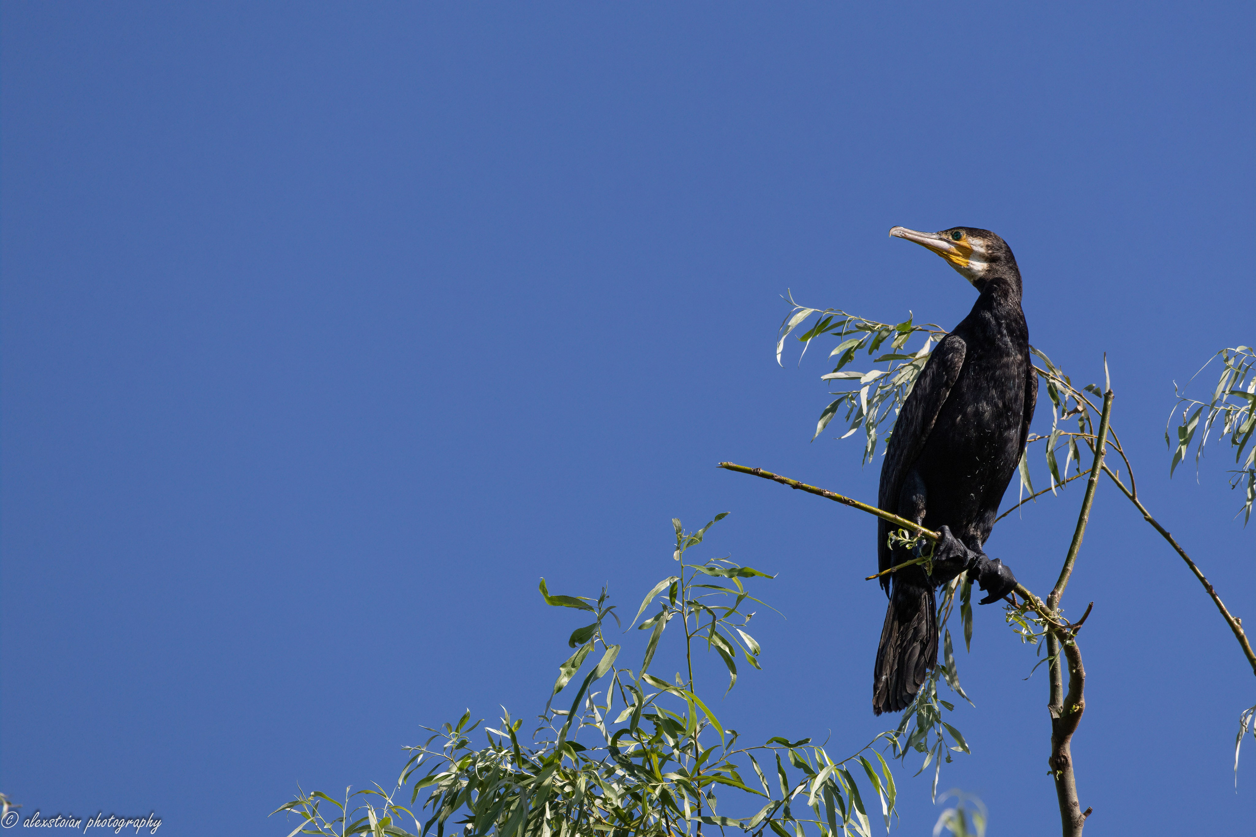 Delta Dunarii. Http://www.alexphoto.ro
