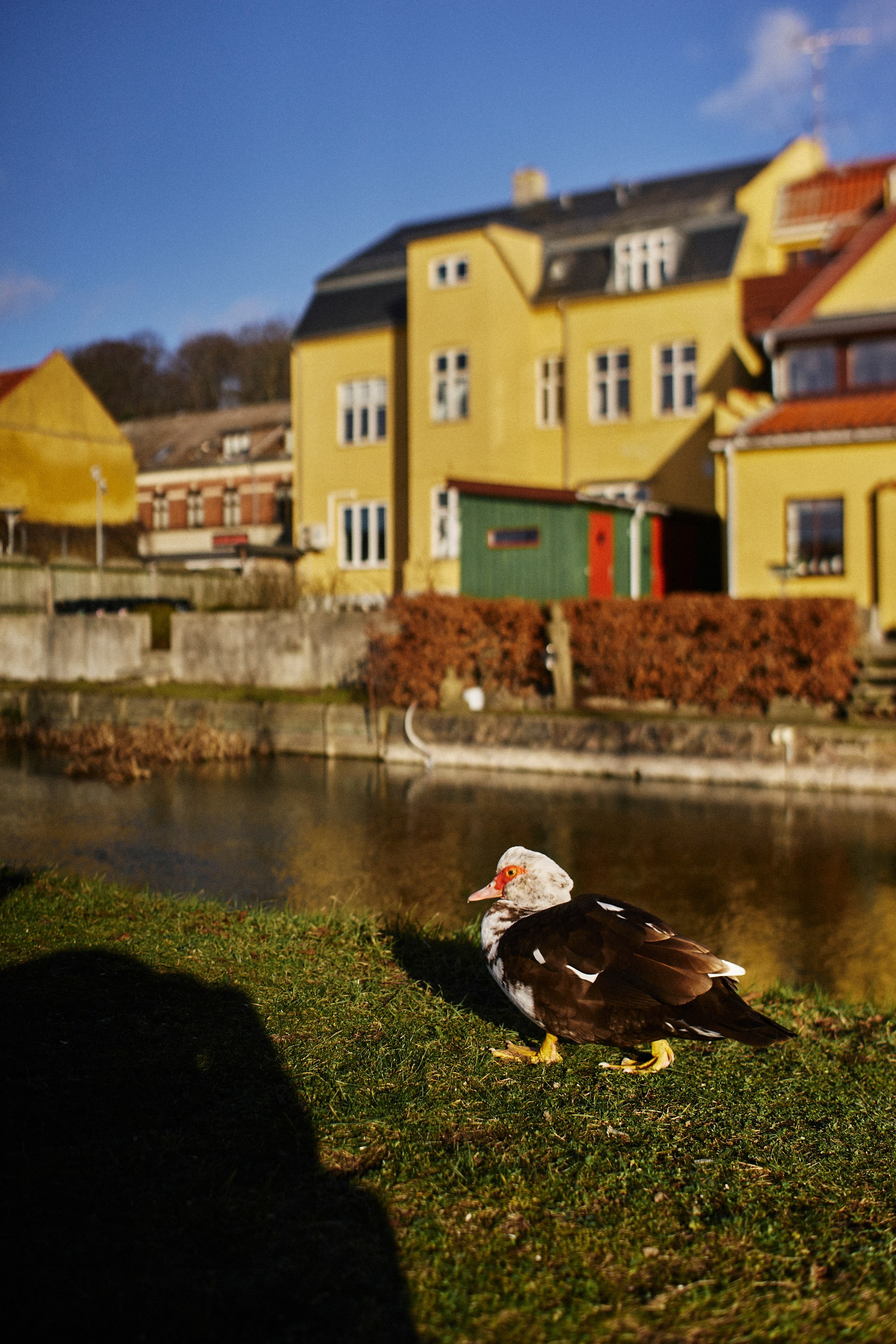 Frederiksværk i februar. Vutitsa