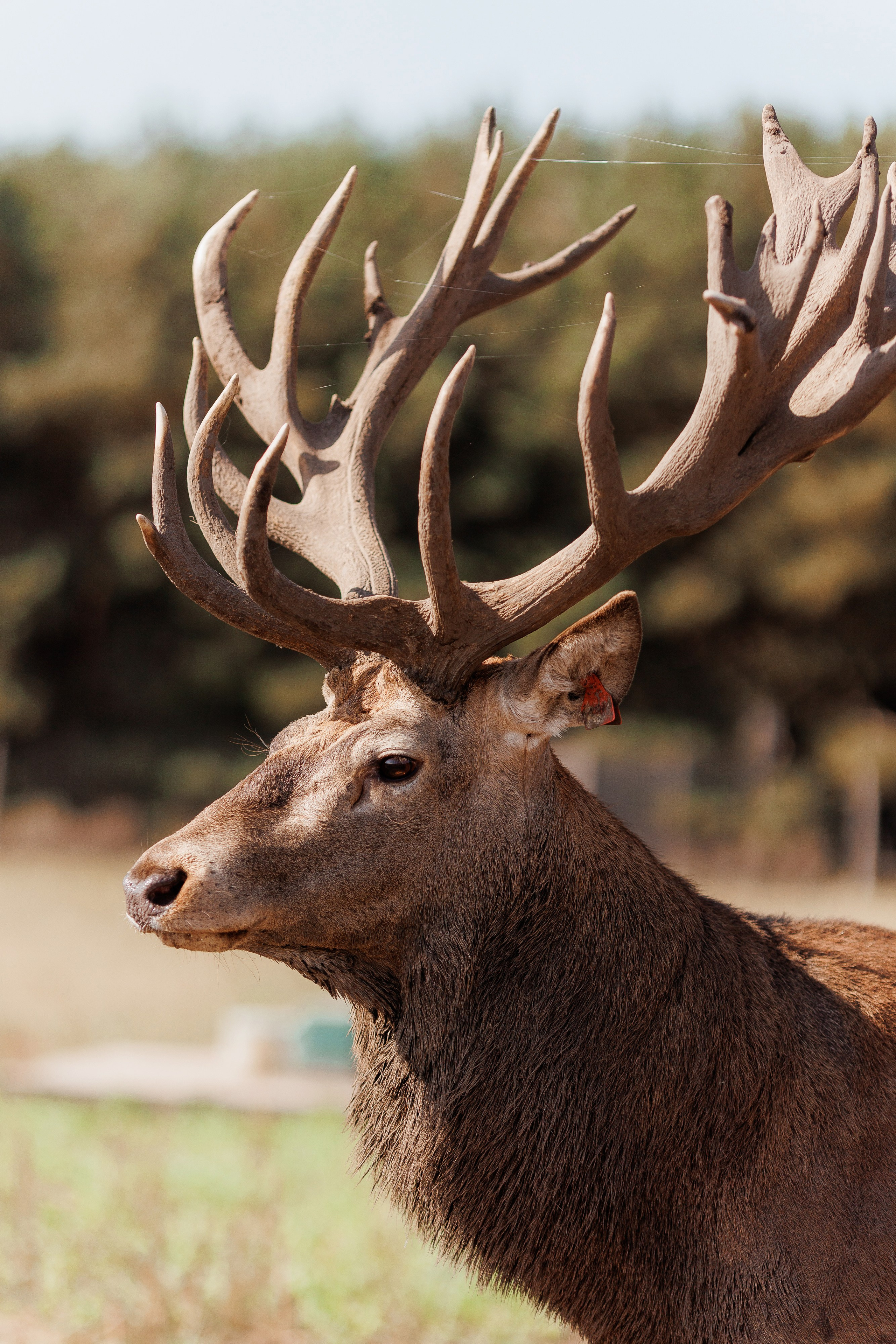 Екопарк Аміла. Ірина Терещук