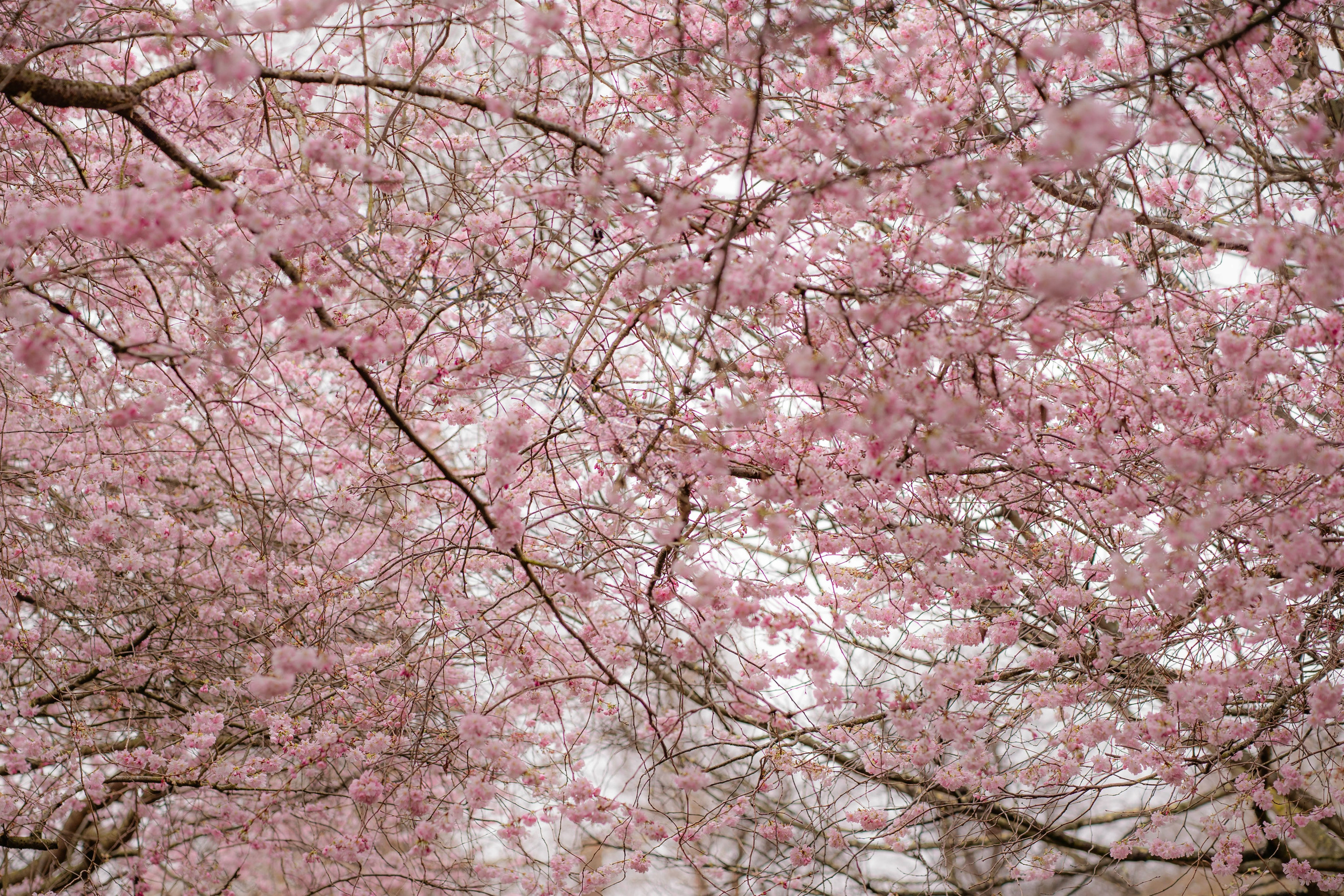 Daryna. Tonya Kyrylenko photographer in London