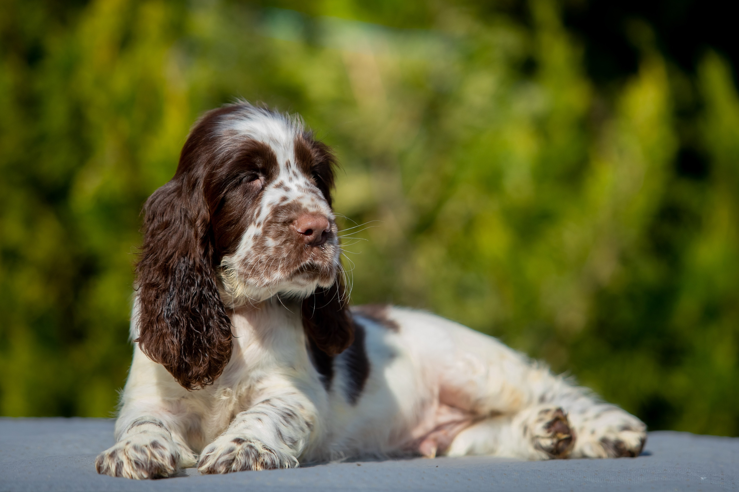 Male — Orange collar 🧡. Website of the titled stud dog of the Springer Spaniel breed