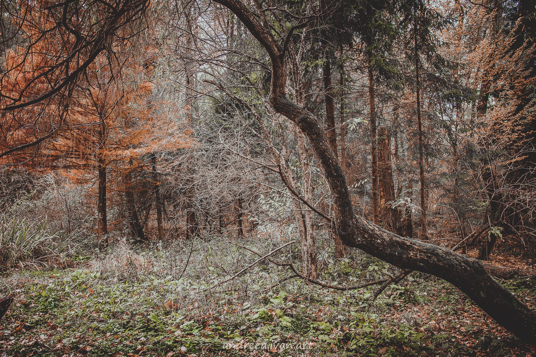 ~Peisaje~. Andreea Ivan art-Fotograf Constanta, Fotograf profesionist Constanta, Fotograf de nunta Constanta, botez, sedinte foto cu tematica, portret