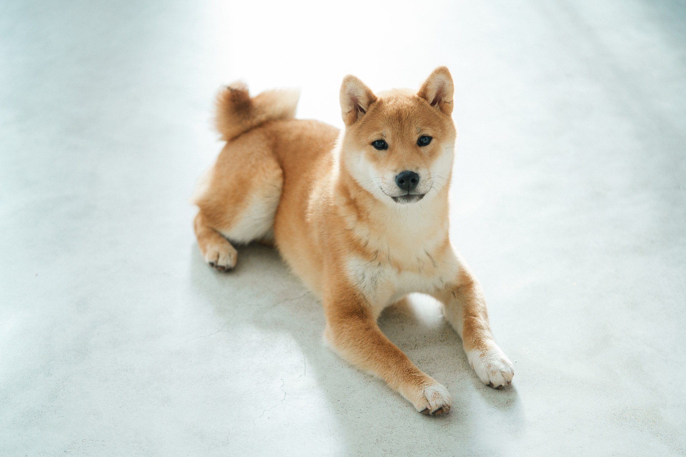 Koirakuvaus asiakkaiden tiloissa