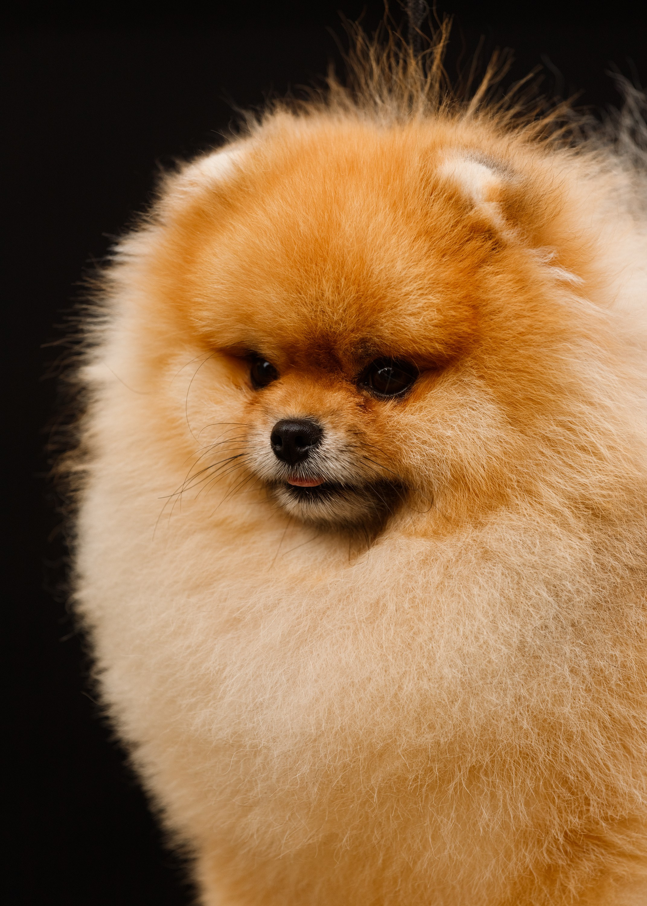 Dog shows | the best ones. Kaja | fotograf psów we Wrocławiu