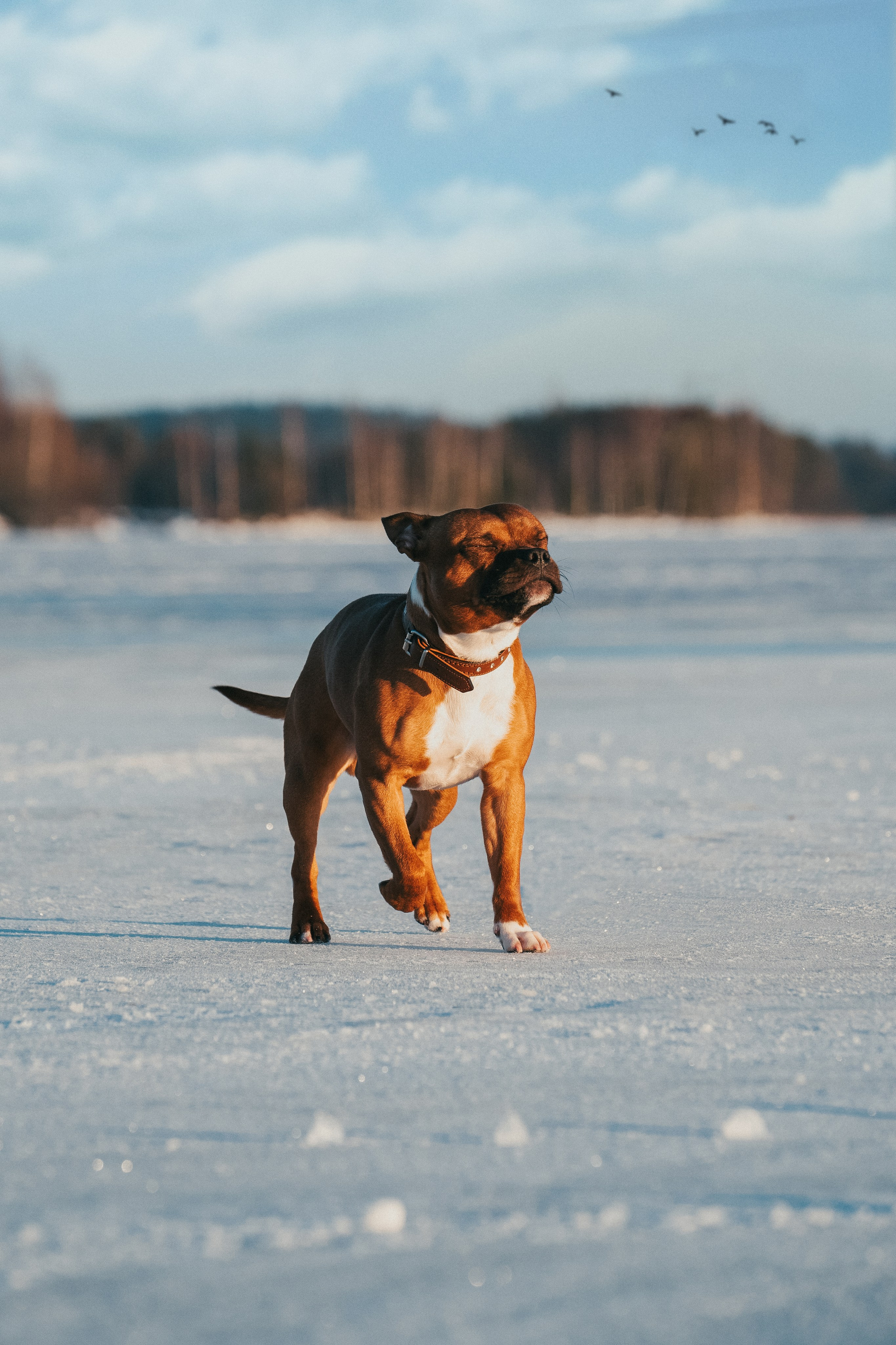 Eläimet. VEKE MEDIA