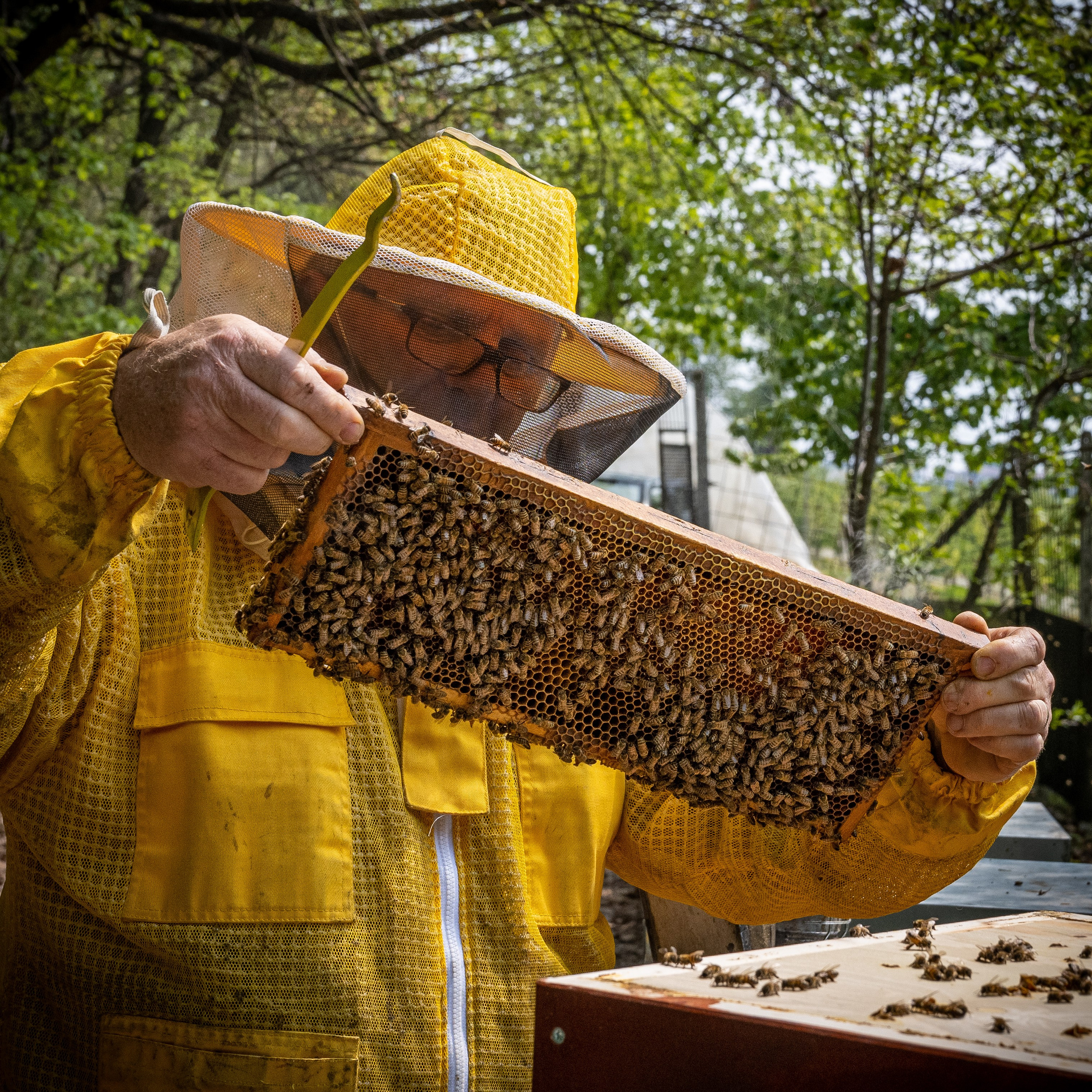 Apicultura Bergadano. “Gianmaria Coscia fotografo per passione”
