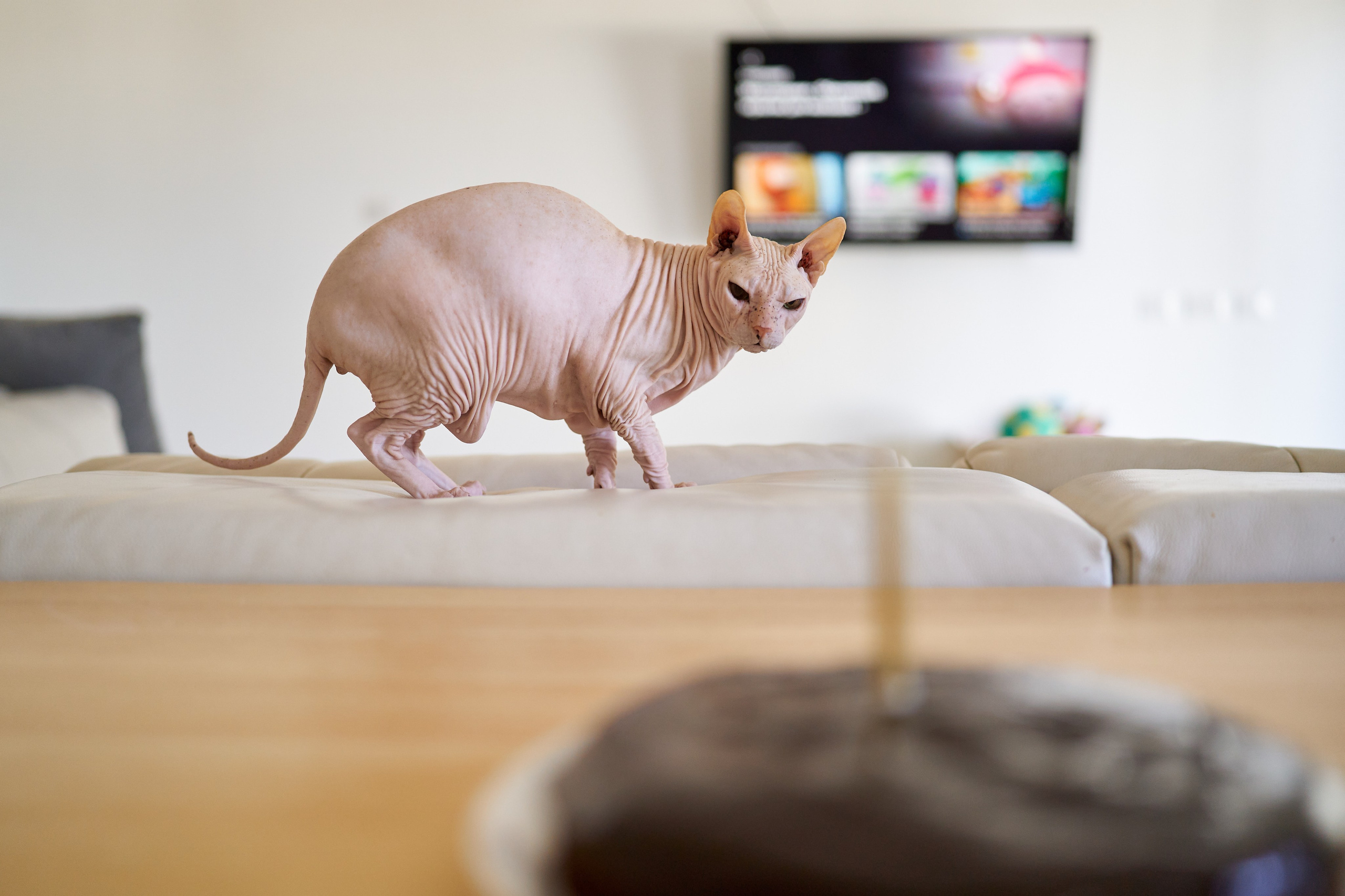 Sonya — is 1 year old. צלם אלכס ברט בישראל