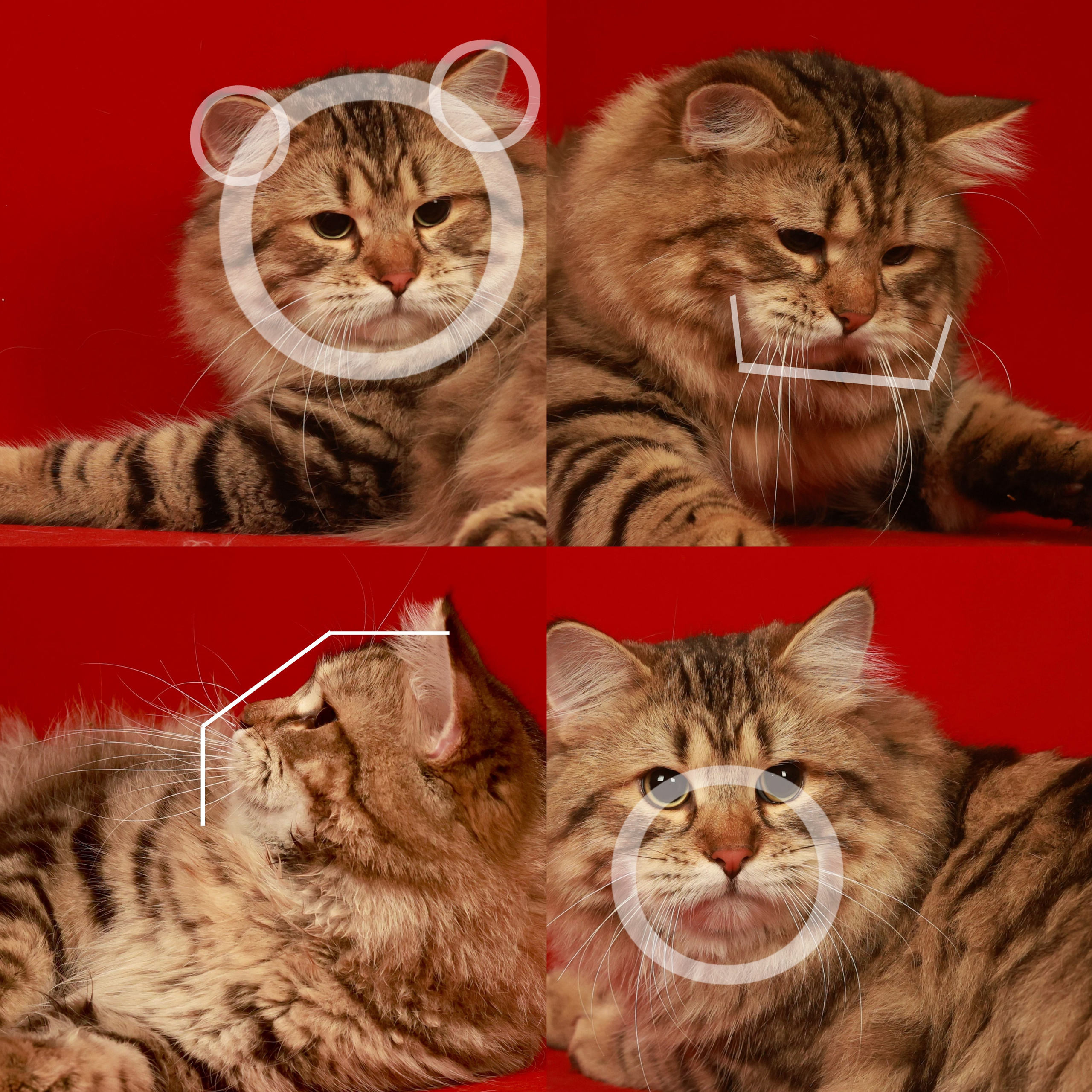 CFA Standards- MUZZLE（10 points): the muzzle is moderately short in length, full and rounded. There is a slight muzzle curvature, but the transition between the side of the head and the muzzle is gentle and inconspicuous.CHIN (4 points): the chin is well rounded but not protruding, and is in line with the nose.其實很多人認為，西伯利亞貓最重要是體型，體型越大就越好。但事實上，在CFA或其他大型貓會上，頭部結構才是佔最多分數的，其次才是體型。西伯利亞貓的口套是非常獨特有趣的。他不是方形亦非三角形，正面看，應該是一個圓形，而當他向下望，正面看，會是一個倒𨍭的梯型，好看的口套，應該是飽滿的，像包子一樣。過弱的口套，在任何貓會上也是失格！