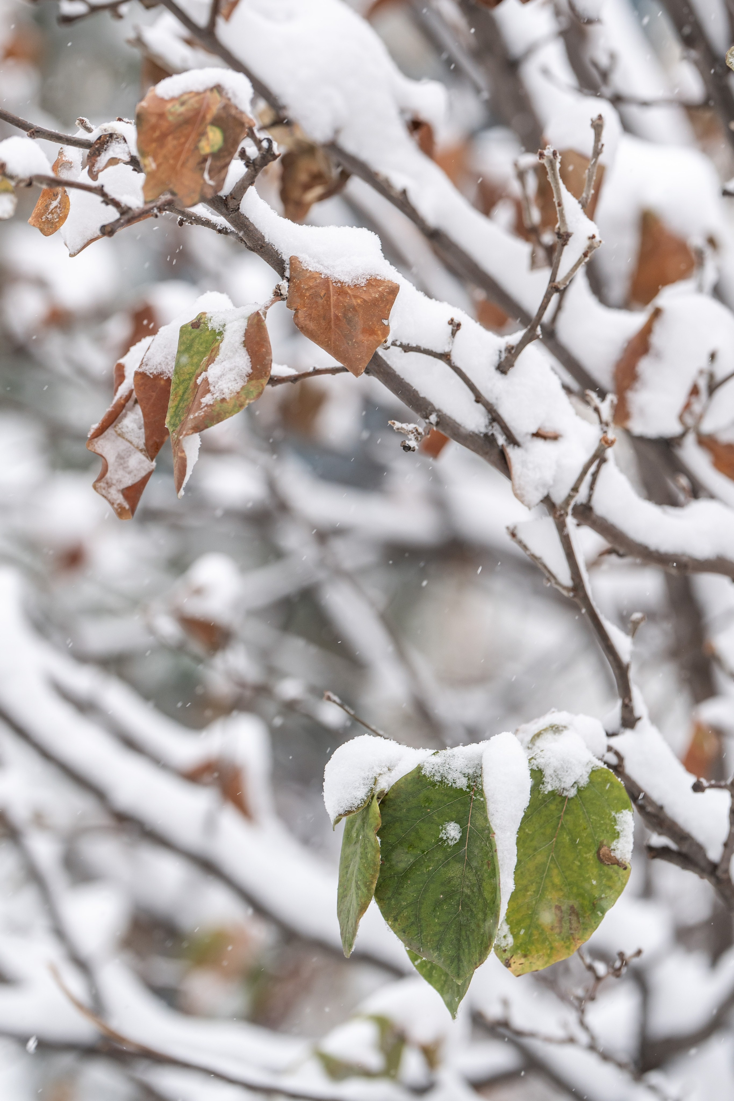 Снег. Георгий Намазов | Фотограф в Ташкенте