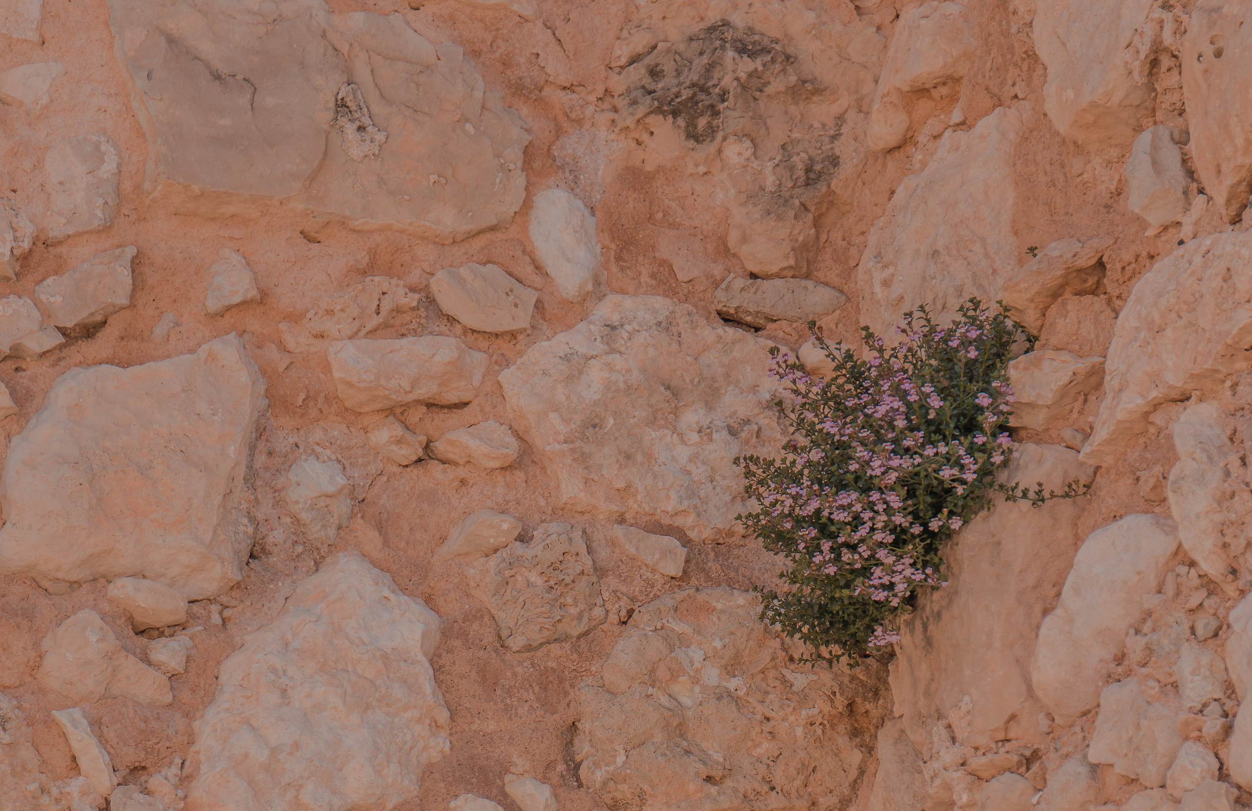 Villena. Alba del Norte Studio