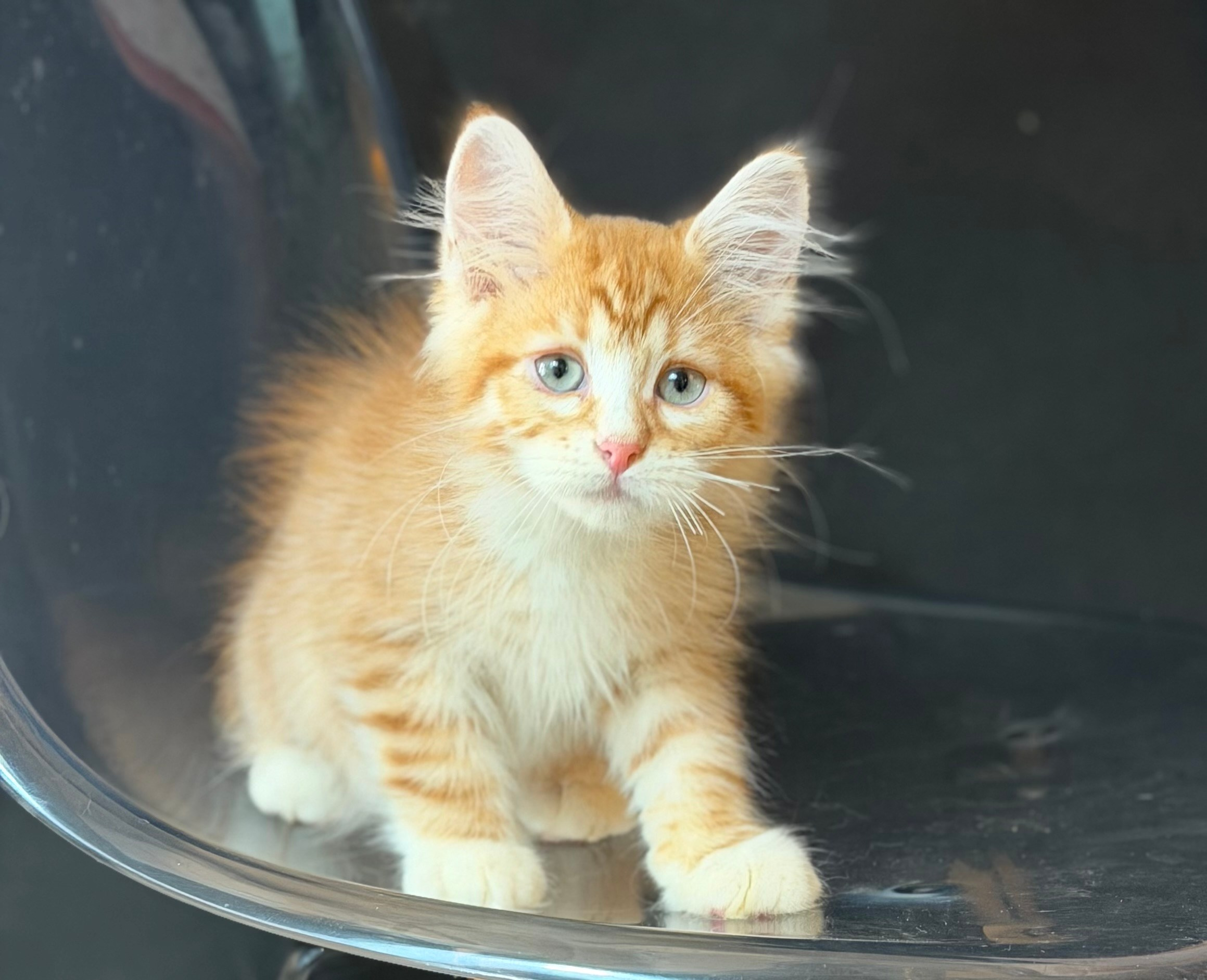Available- Eli- Red Tabby Male