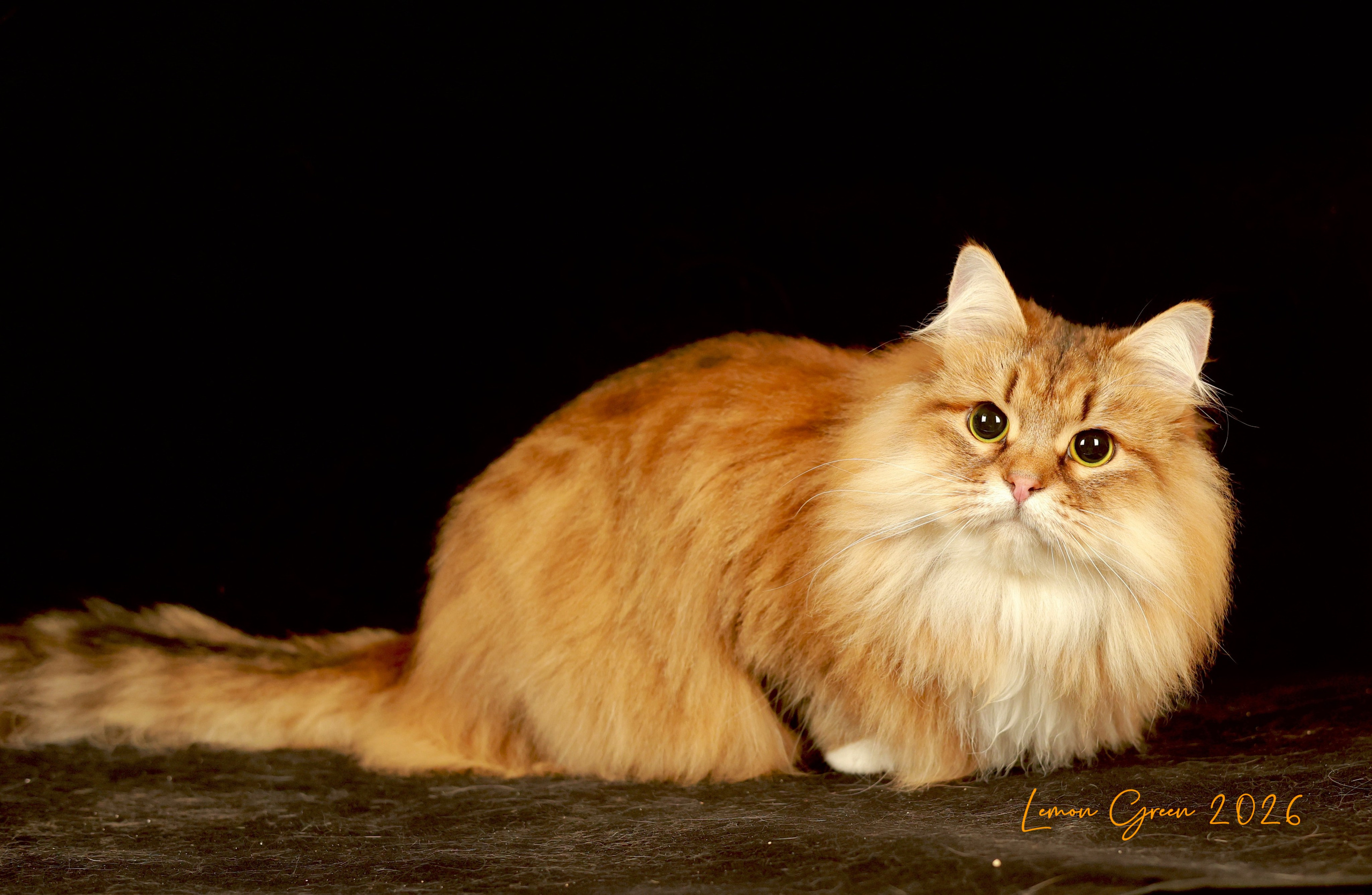 LEMON GREEN SIBERIANS BRIGITTE