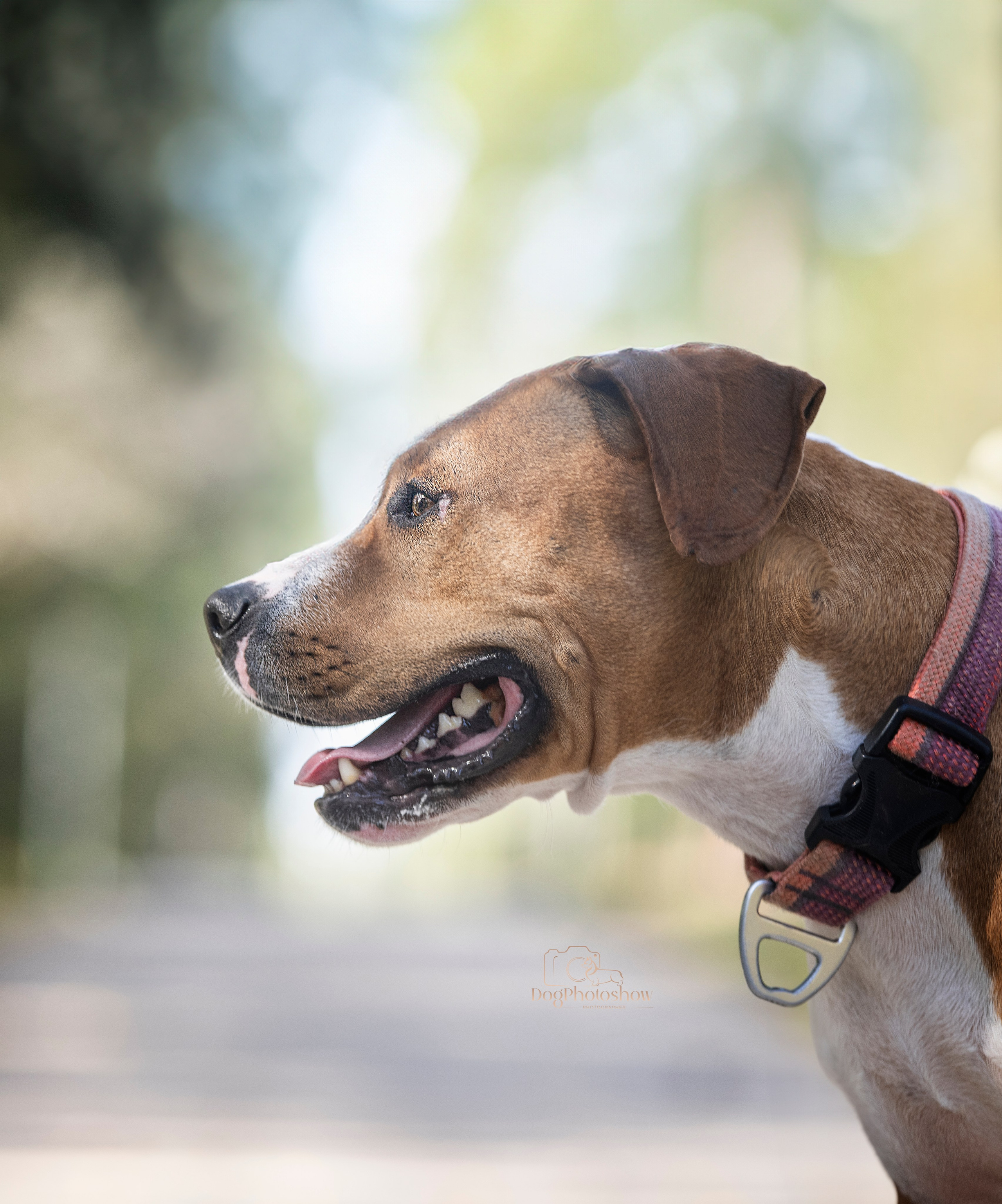 📸 8. Katerina Royter Pet Photographer North Florida