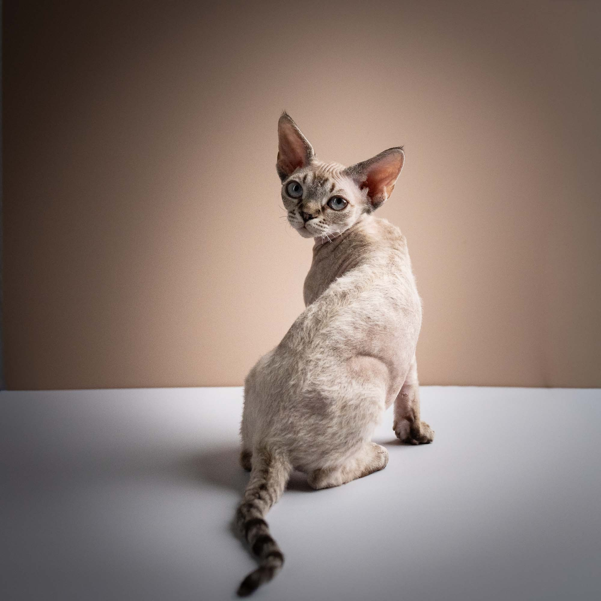 Nellie, girl, born 01.17.26. Devon Rex Pixie Cattery