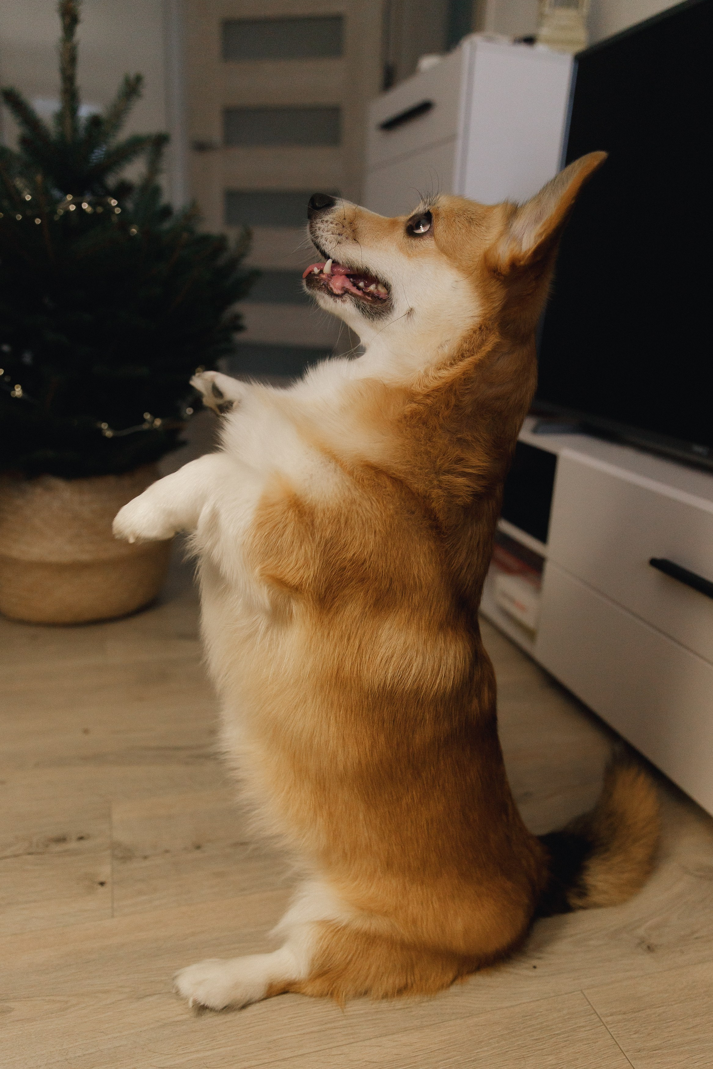 Dasha & Daisy. Kaja | fotograf psów we Wrocławiu