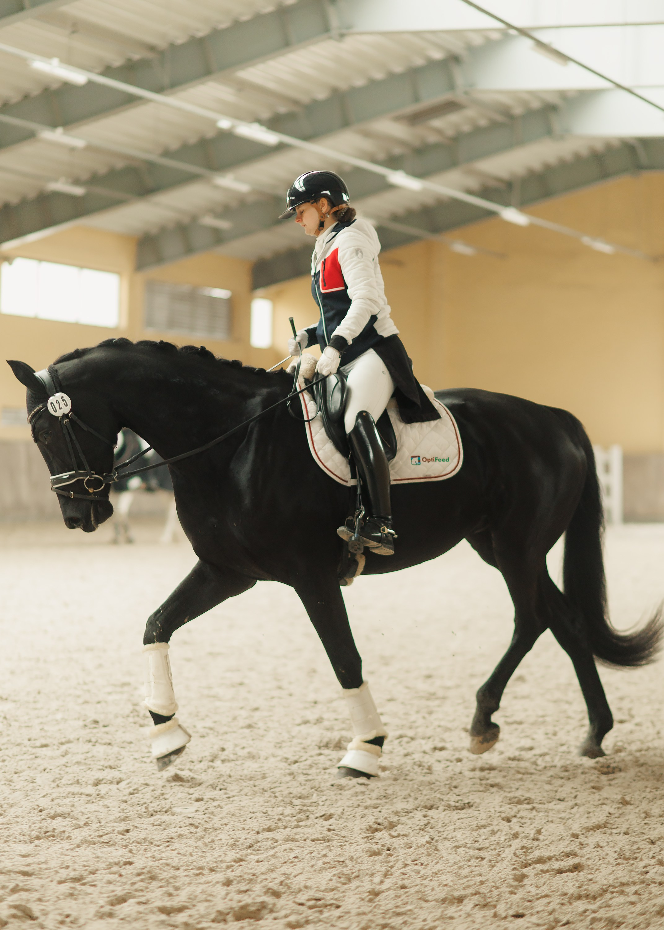 Fotografia koni Wrocław \ ujeżdżenie, Partynice. Kaja | fotograf we Wrocławiu | ludzie i psy