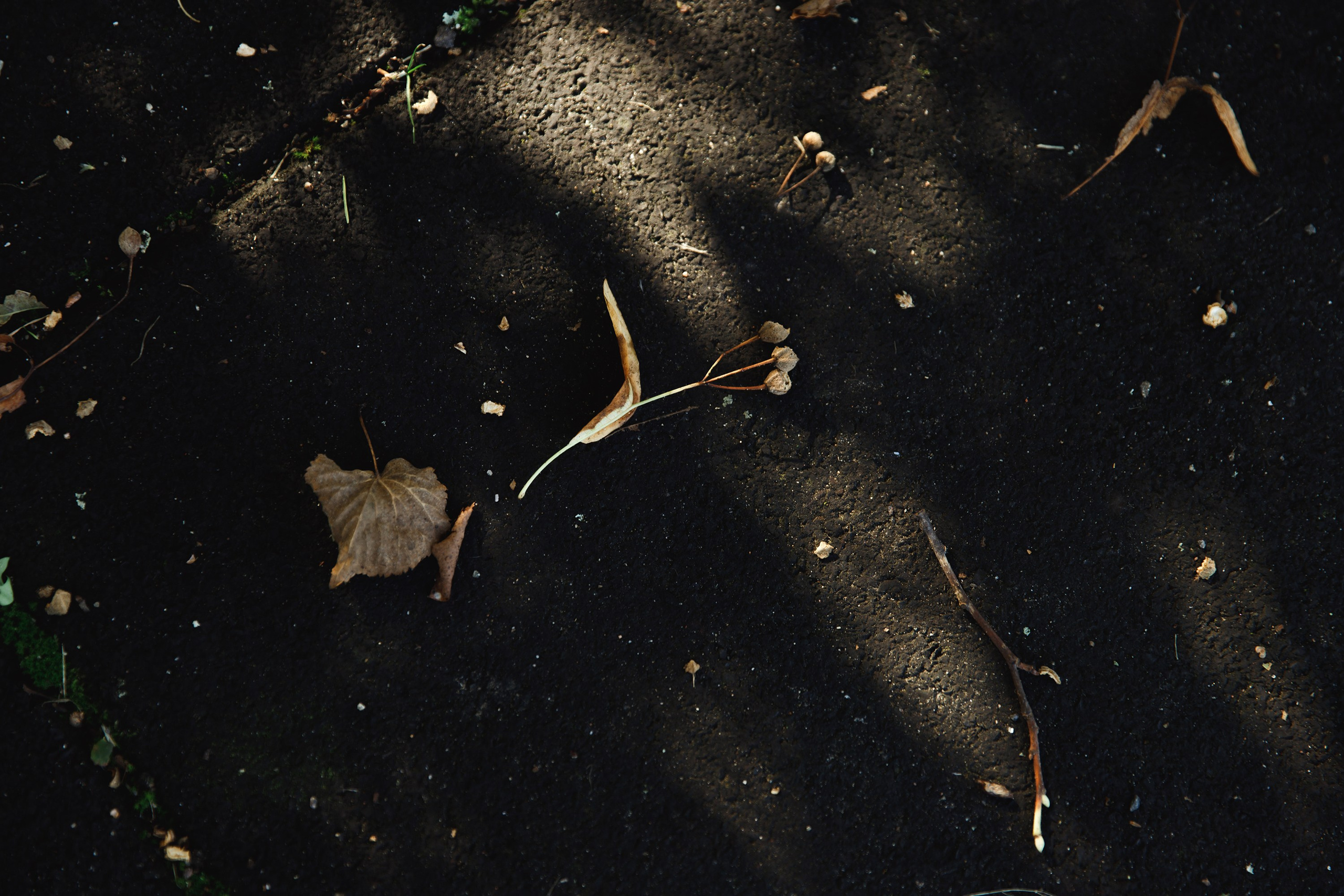 Turku. Kaja | fotograf psów we Wrocławiu