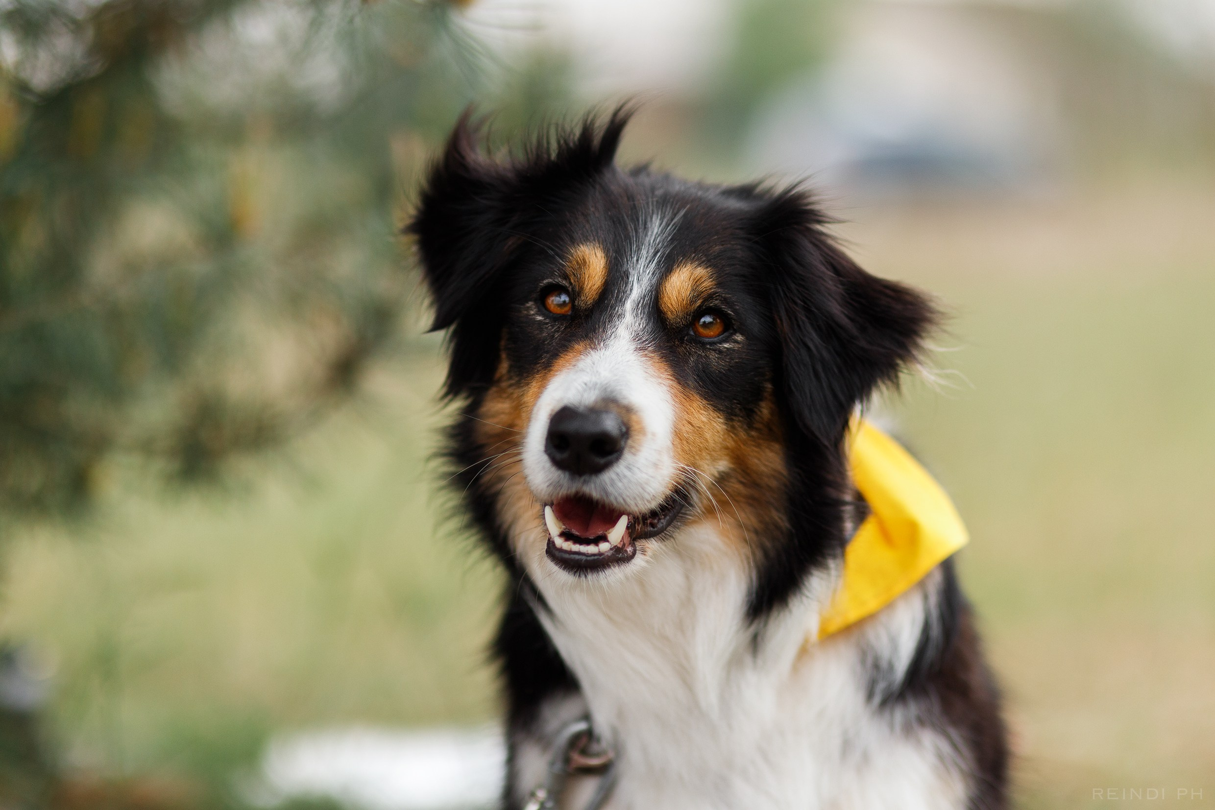 Dog frisbee championship | summer. Kaja | fotograf we Wrocławiu | ludzie i psy