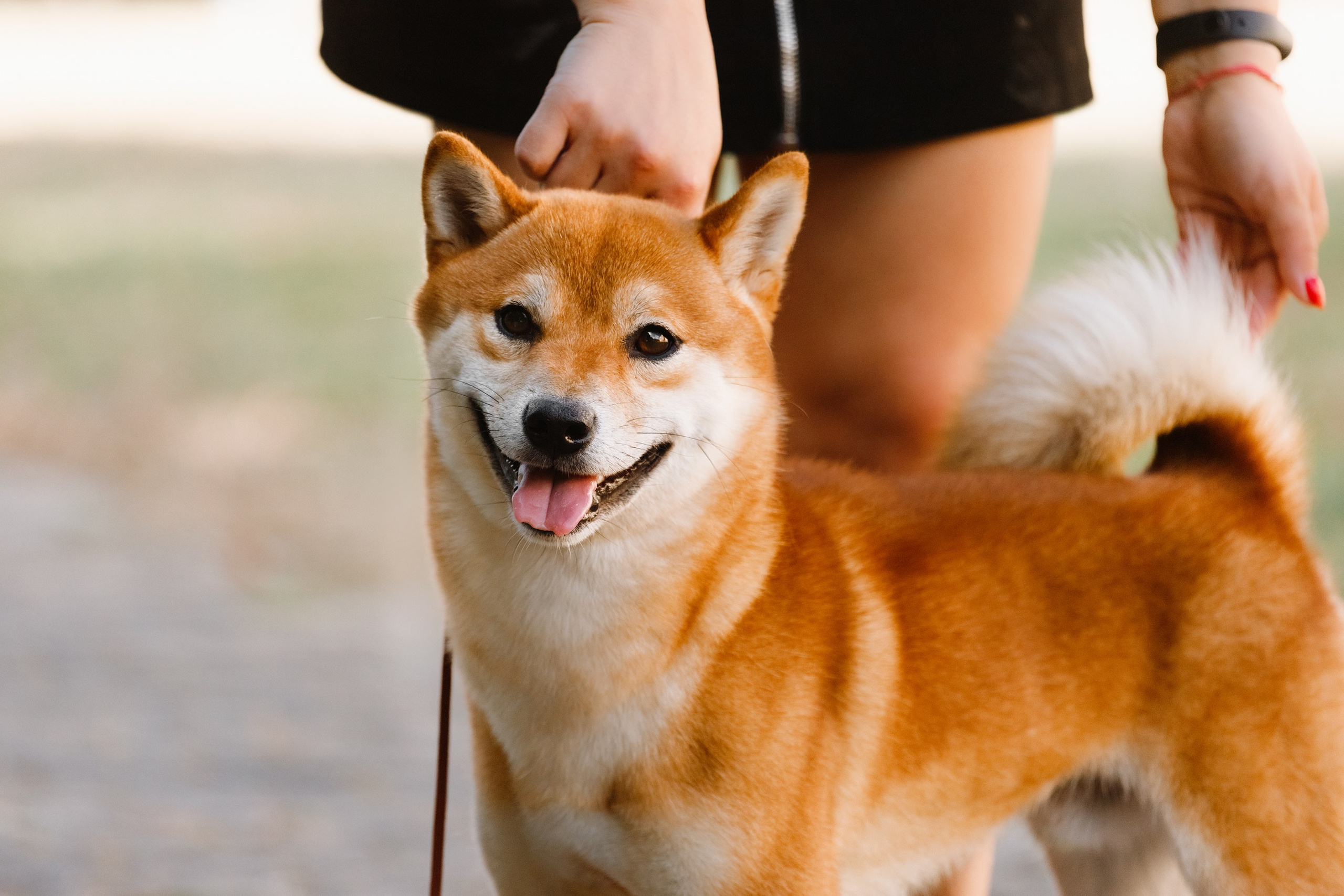 «Argus» dog show in Brest. Kaja | fotograf we Wrocławiu | ludzie i psy