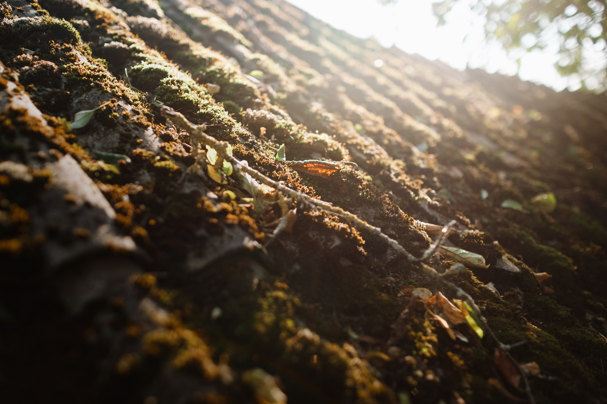 One small village in Grodno region. Kaja | fotograf we Wrocławiu | ludzie i psy