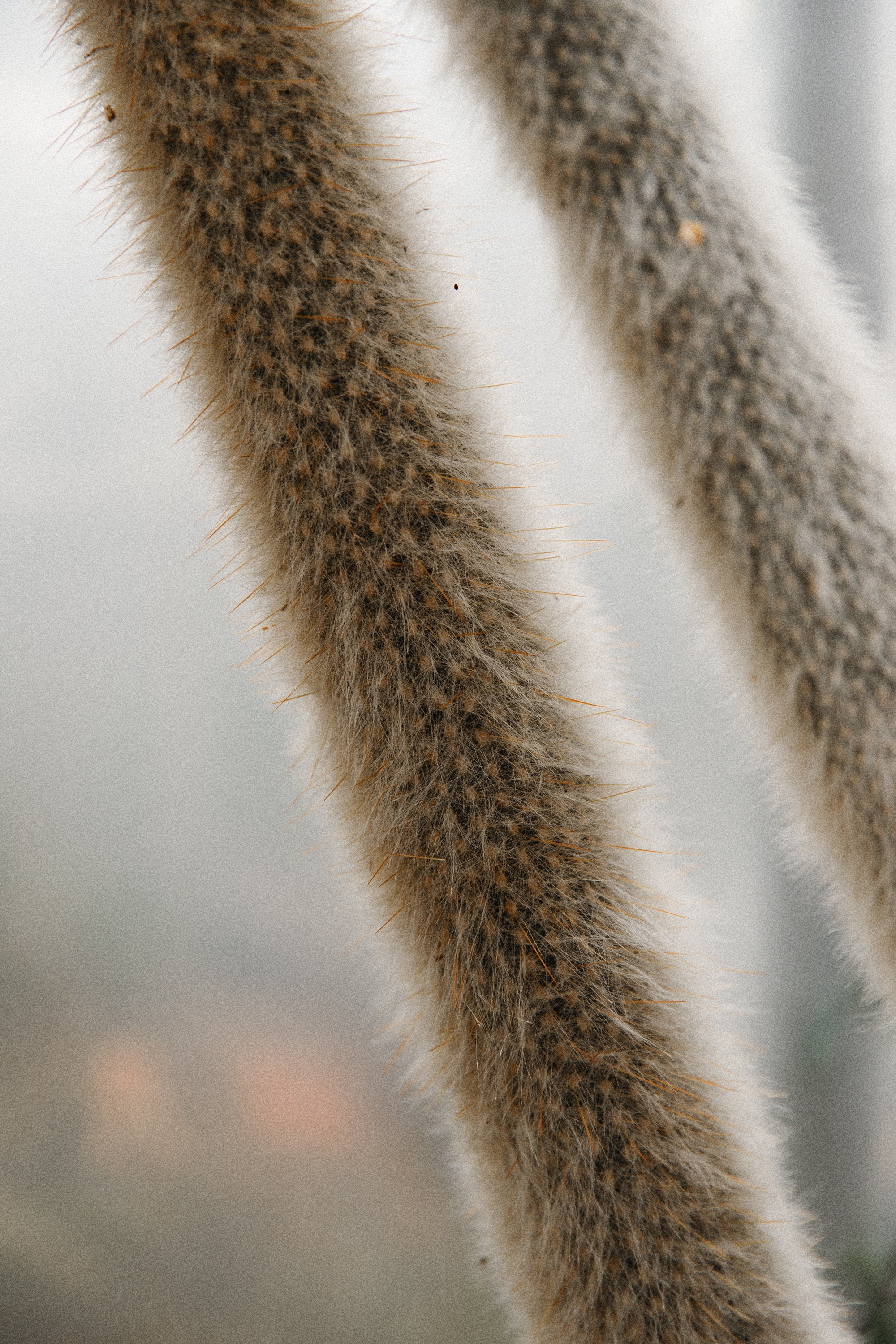 Botanical garden in Wroclaw. Kaja | fotograf we Wrocławiu | ludzie i psy