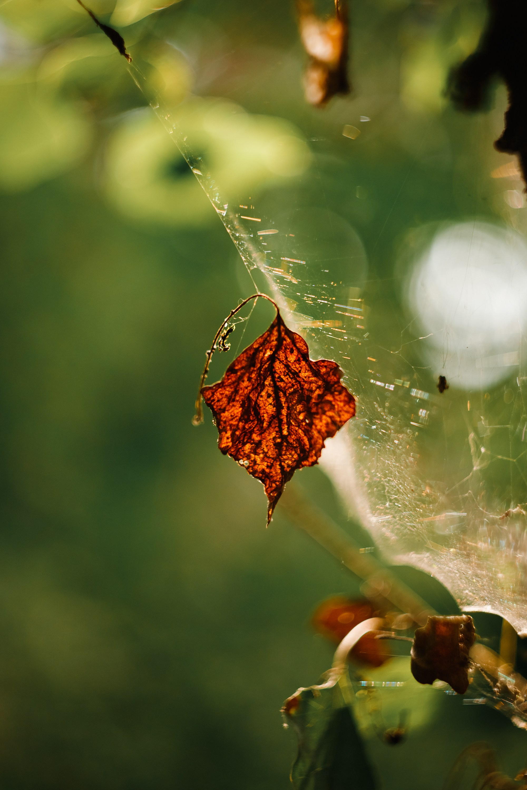 Grodno. Kaja | fotograf we Wrocławiu | ludzie i psy