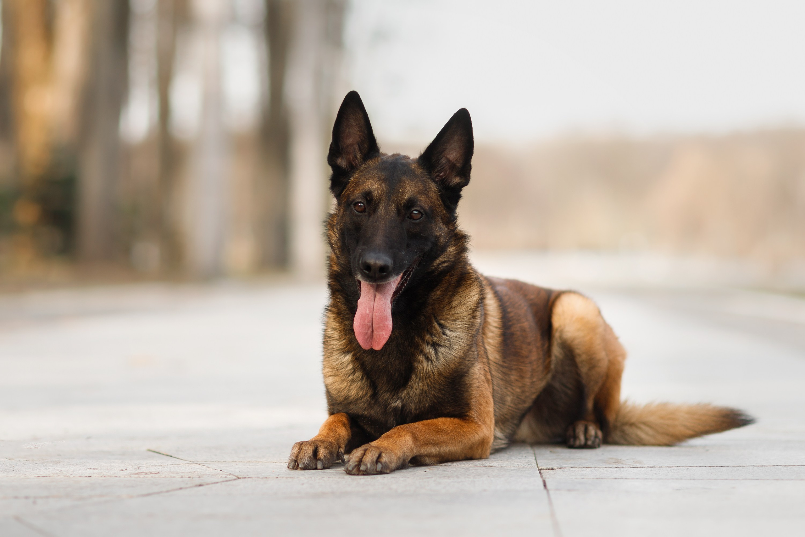 Autumn photo day for dog handler. Kaja | fotograf we Wrocławiu | ludzie i psy