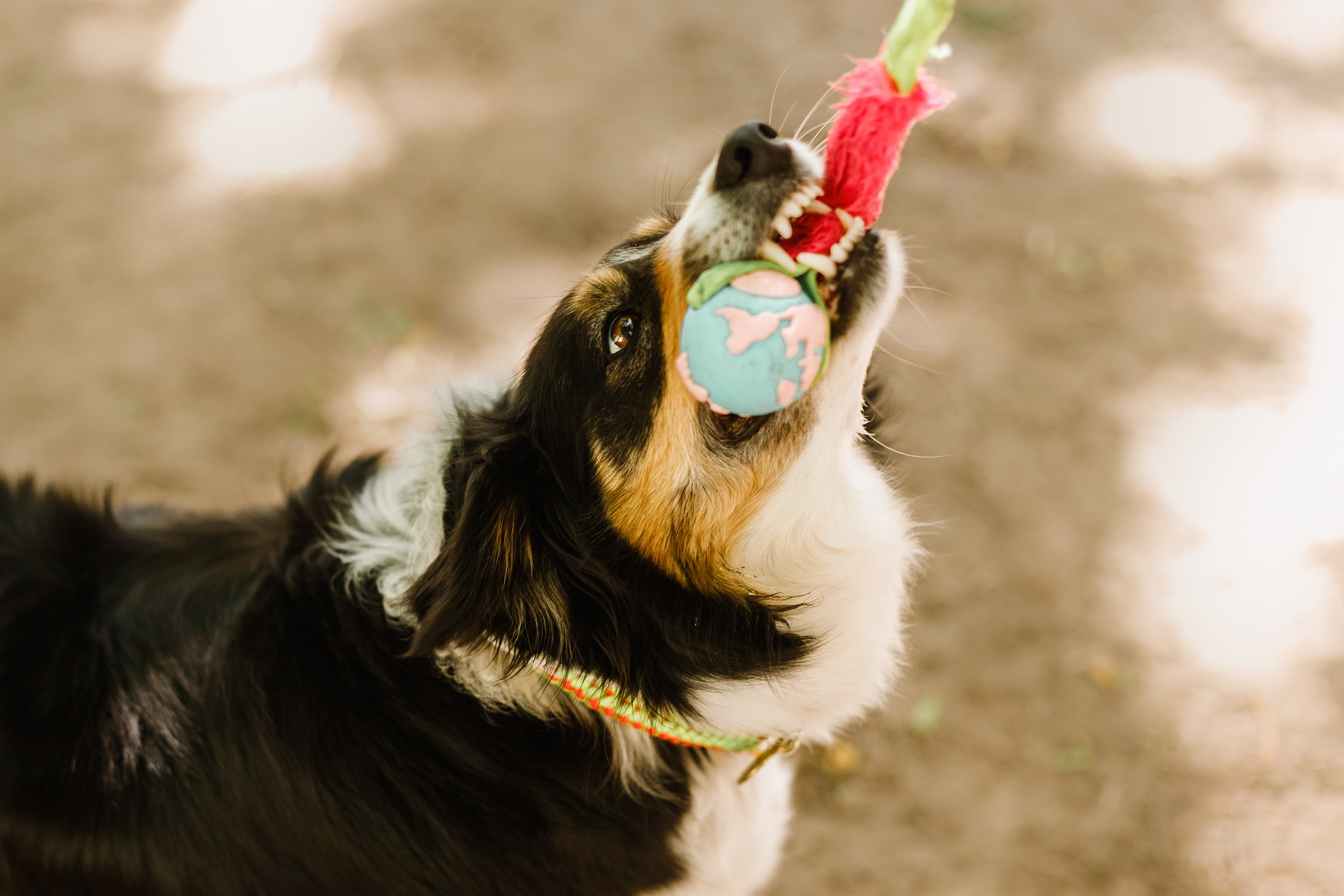 Dog trainer blog content. Kaja | fotograf we Wrocławiu | ludzie i psy