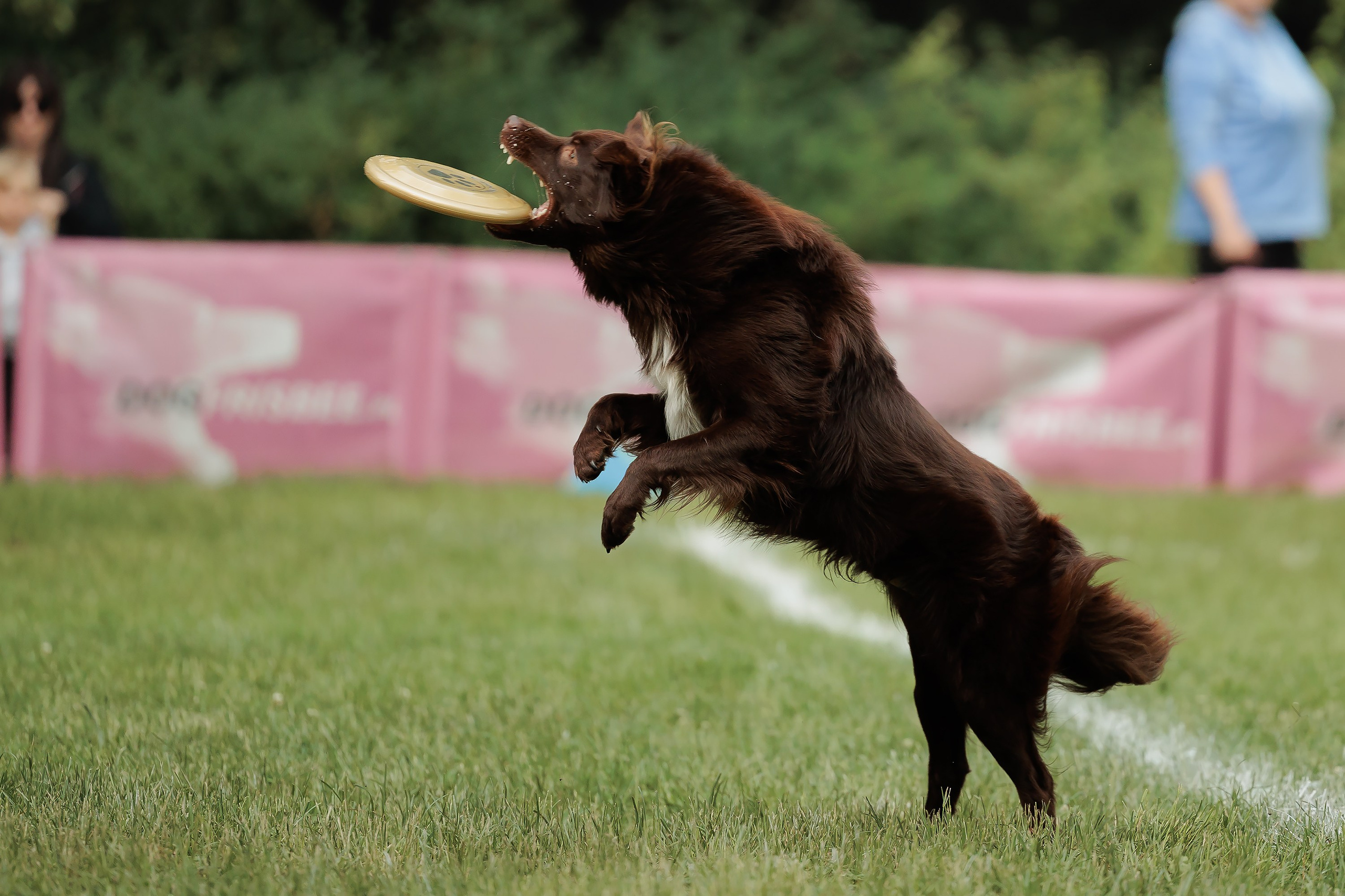 Latające psy, Wrocław'25. Kaja | fotograf psów we Wrocławiu
